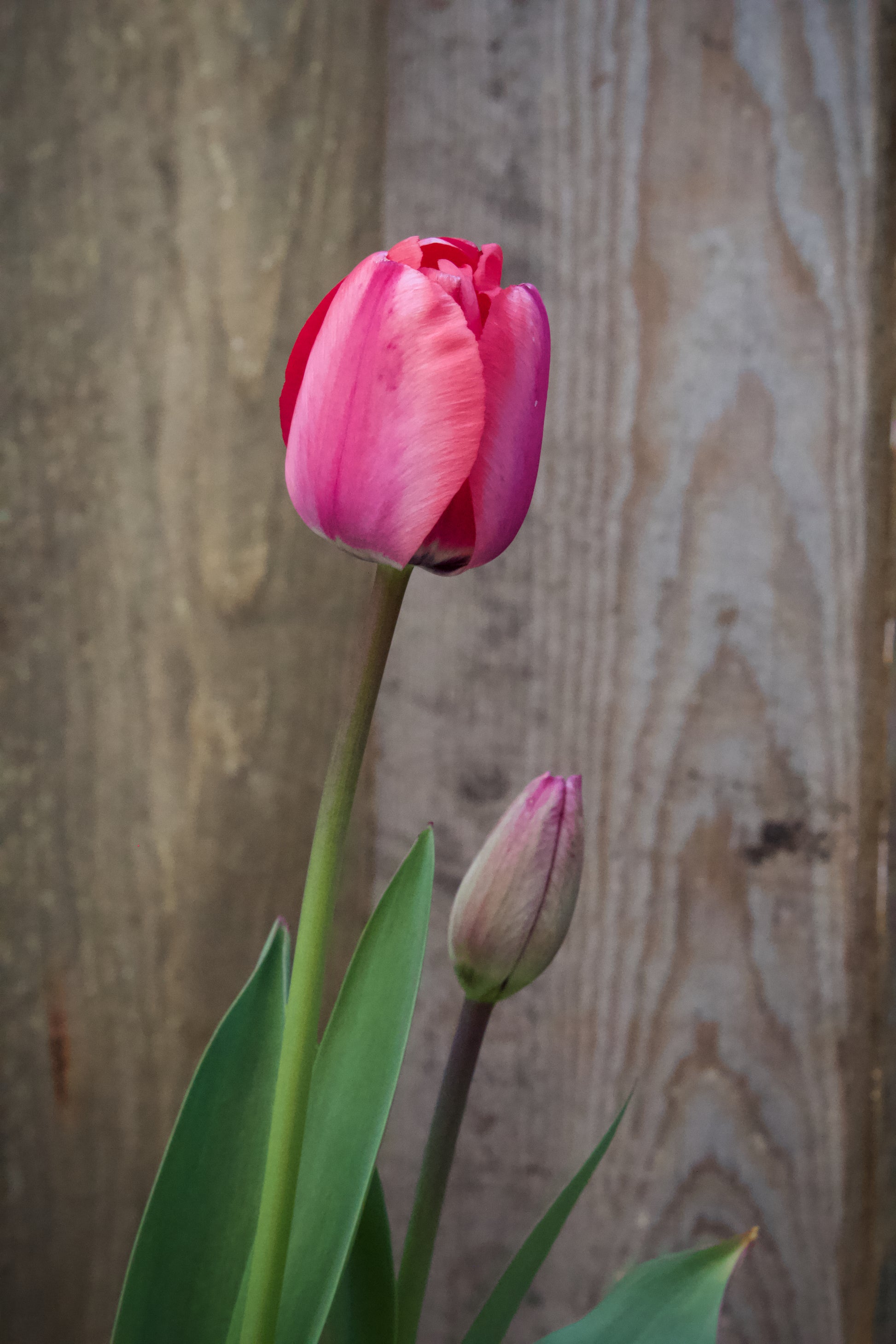 Tulipa 'Mistress'