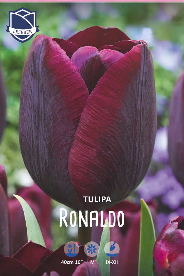 Tulipa 'Ronaldo' 11/12