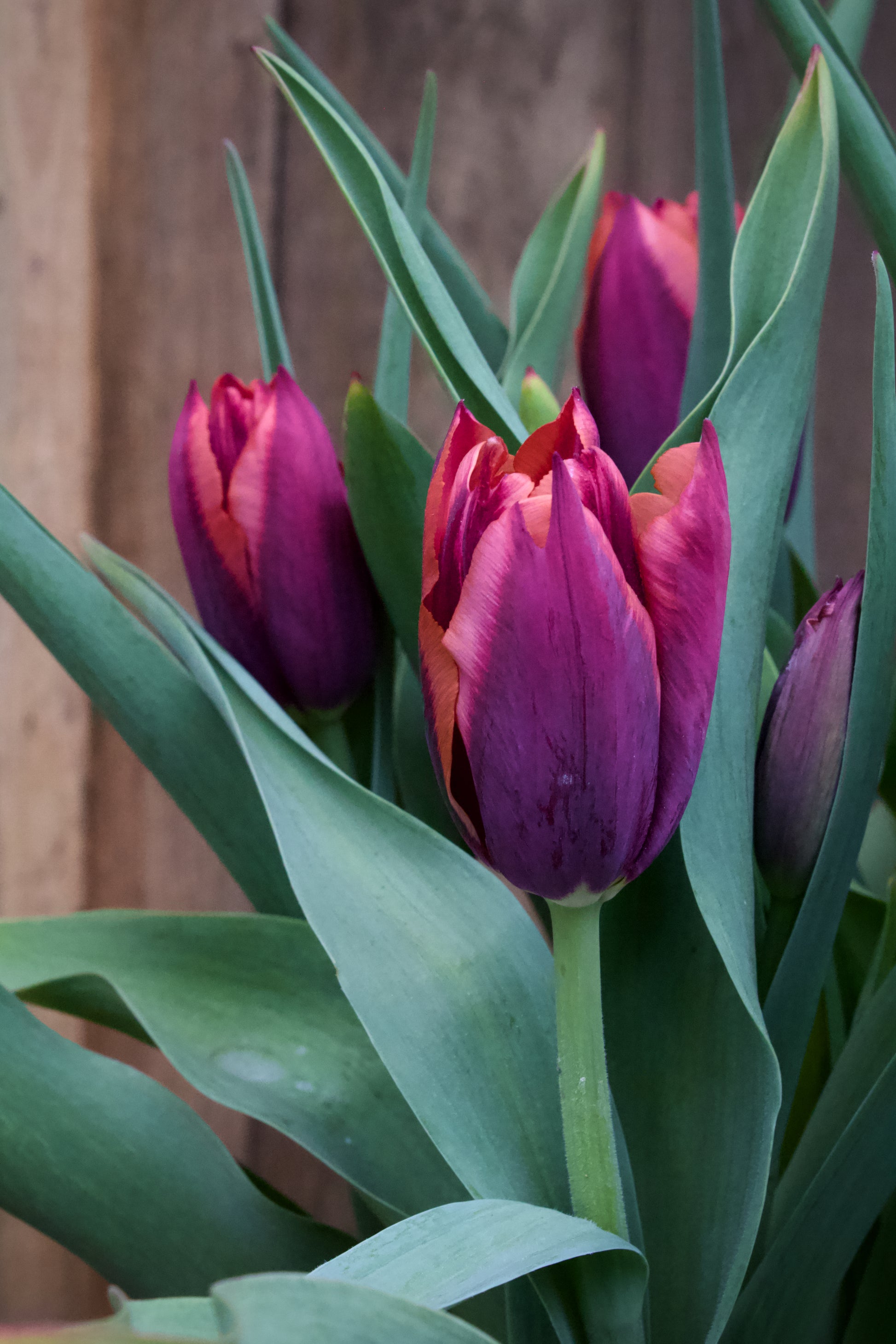 Tulipa 'Slawa' 12/14