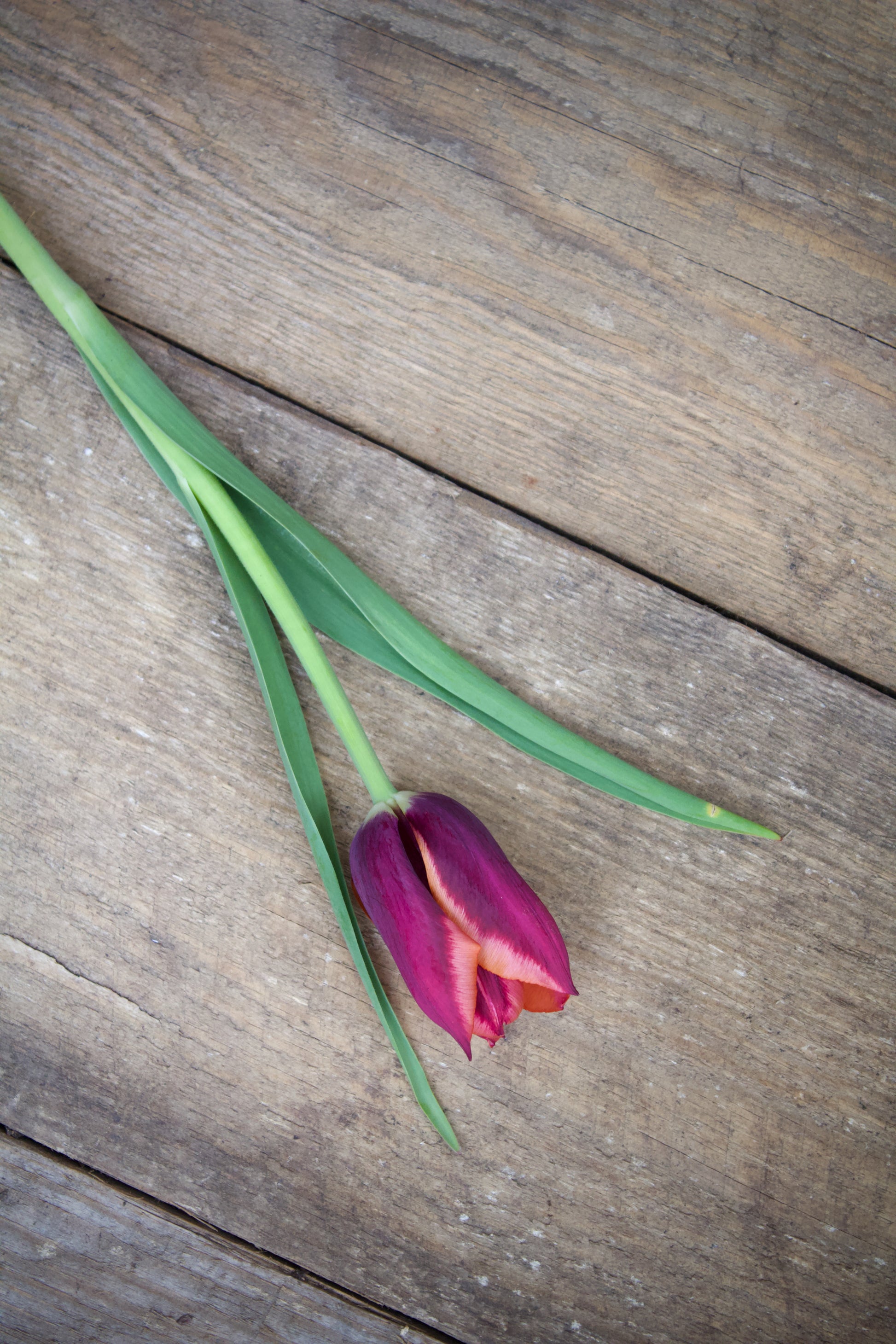 Tulipa 'Slawa' 12/14