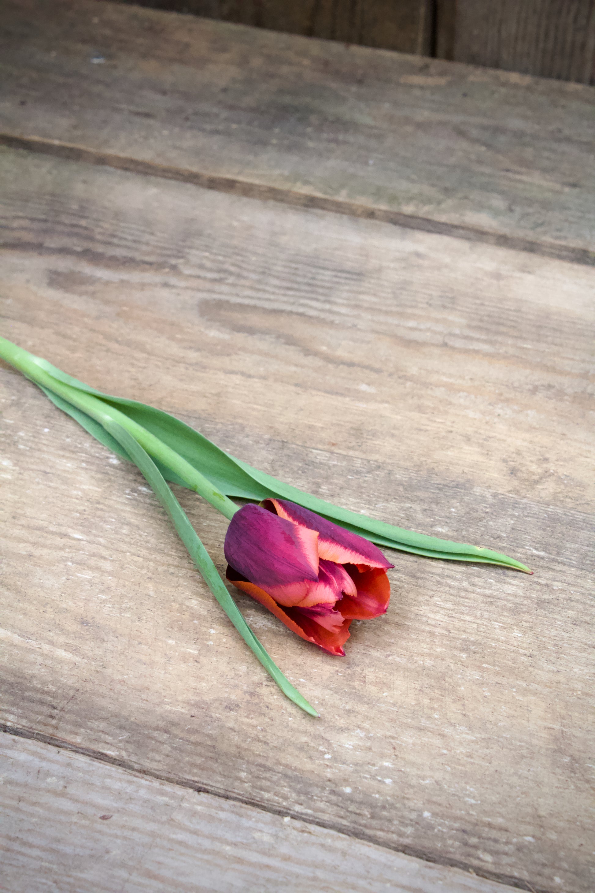 Tulipa 'Slawa' 12/14