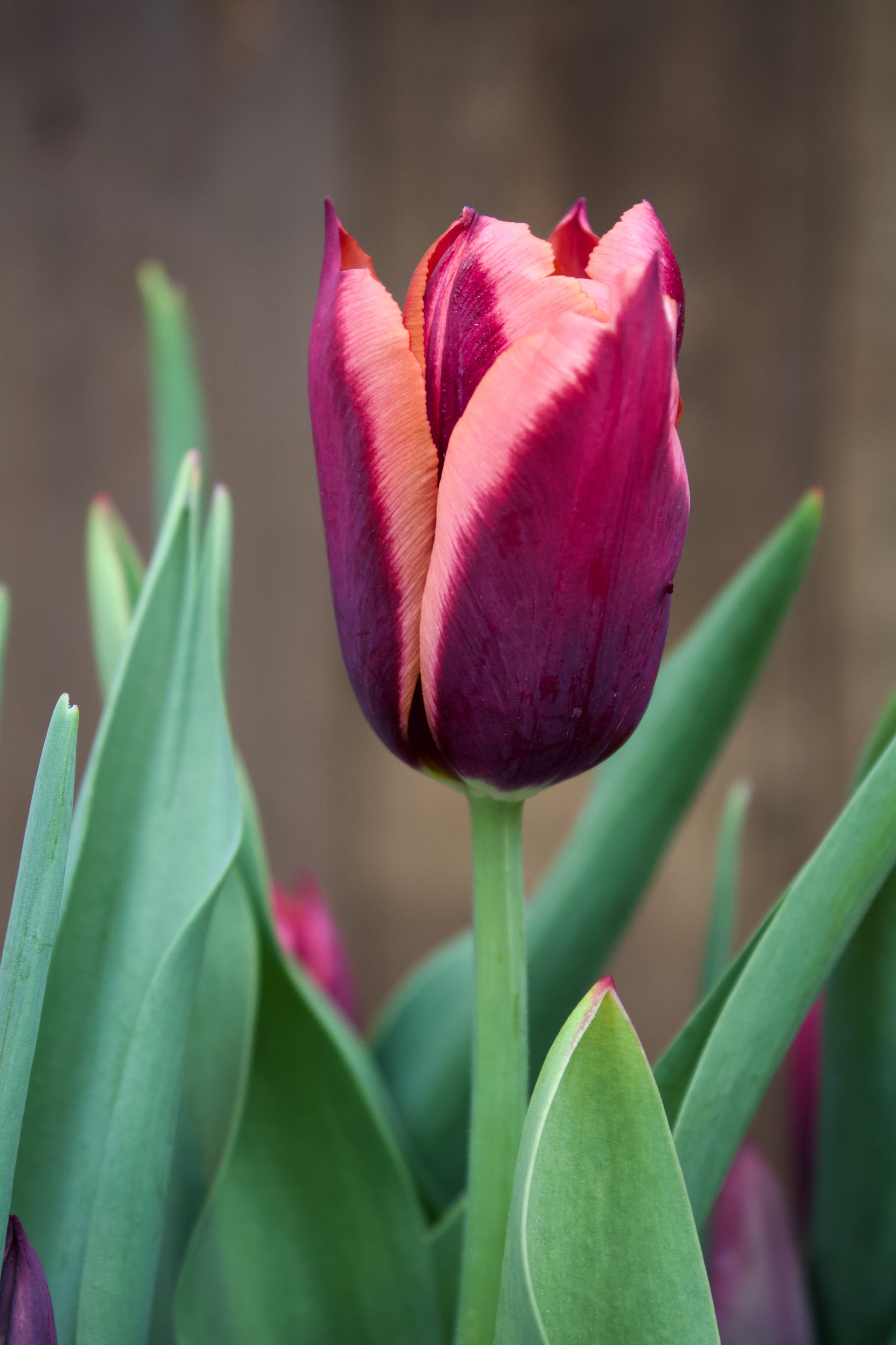 Tulipa 'Slawa' 12/14