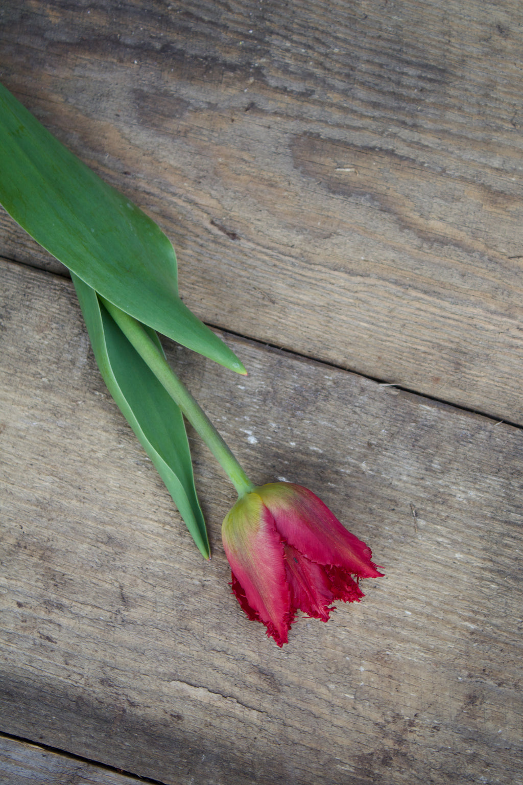 Tulipa 'Gorilla' 11/12