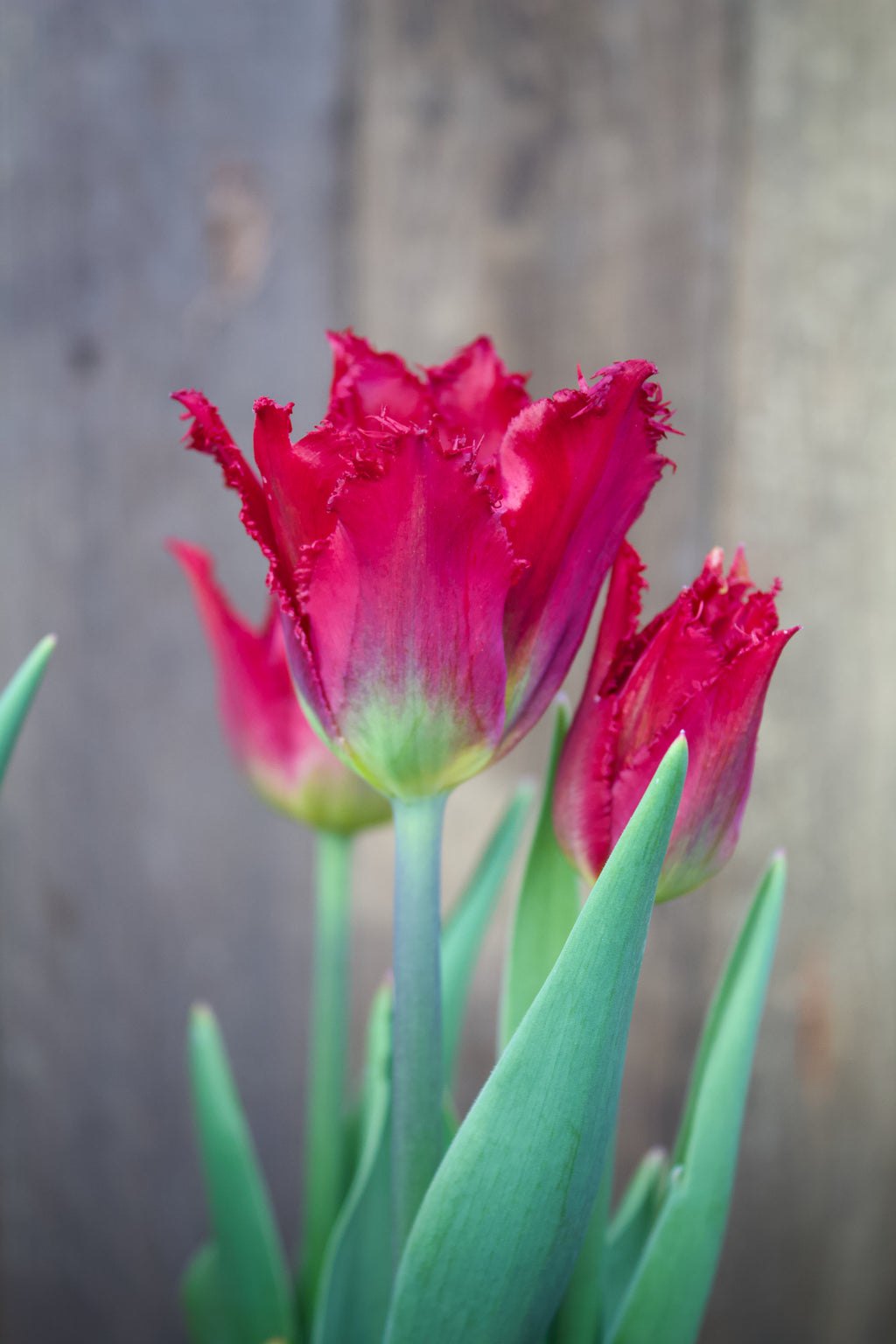 Tulipa 'Gorilla' 11/12