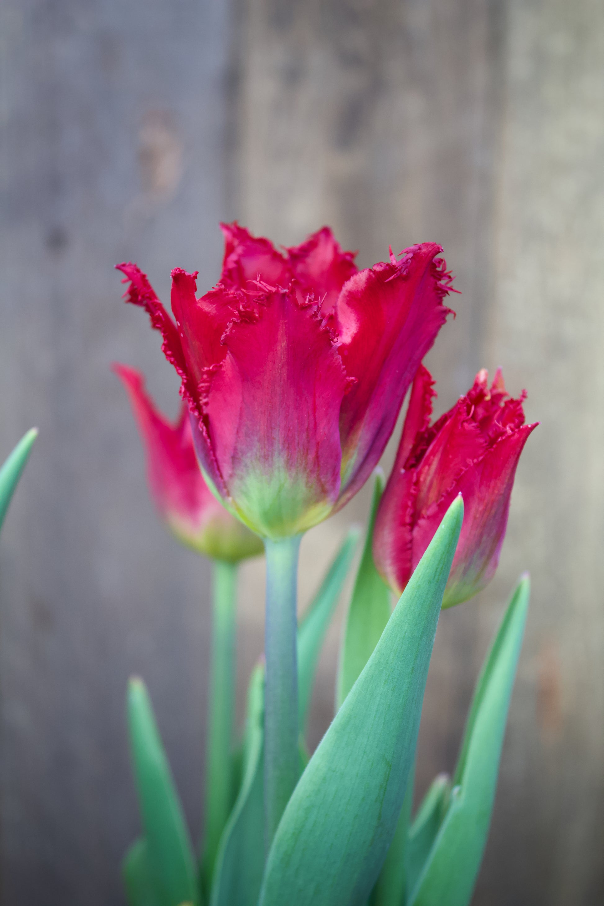 Tulipa 'Gorilla' 11/12