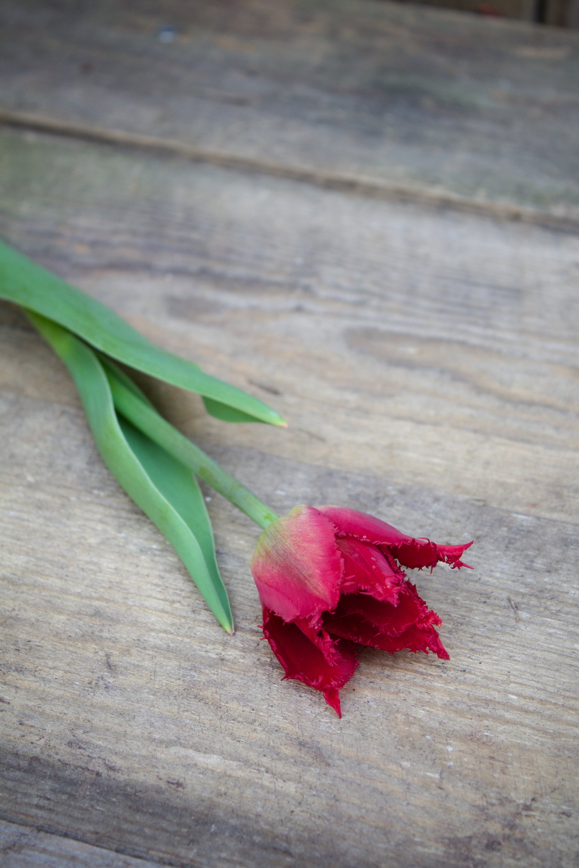 Tulipa 'Gorilla' 11/12