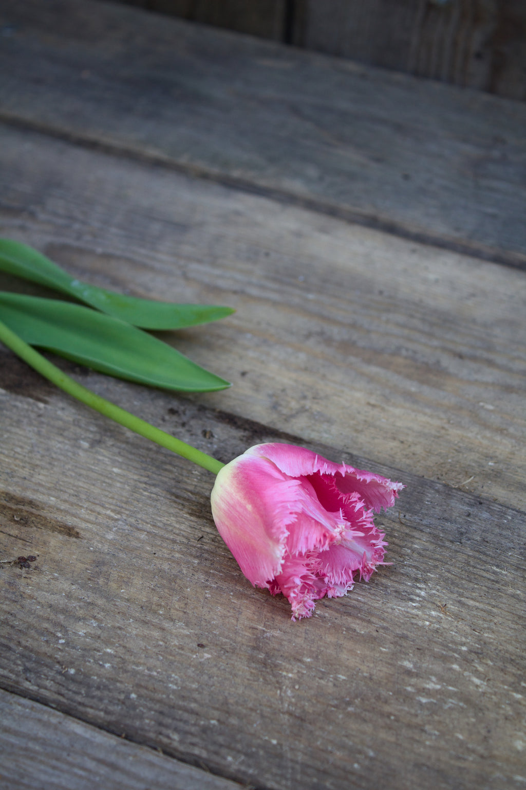 Tulipa 'Oviedo' 12/14