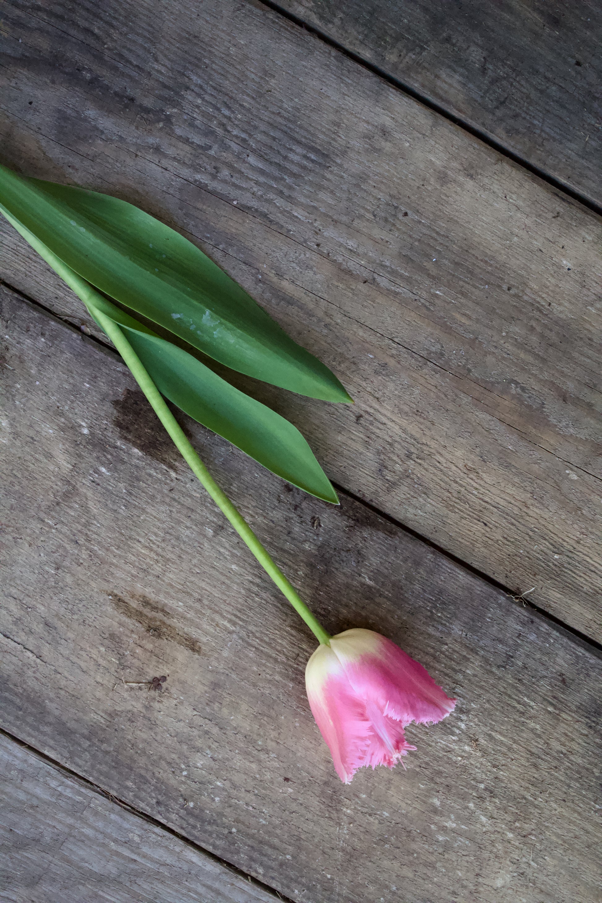 Tulipa 'Oviedo' 12/14