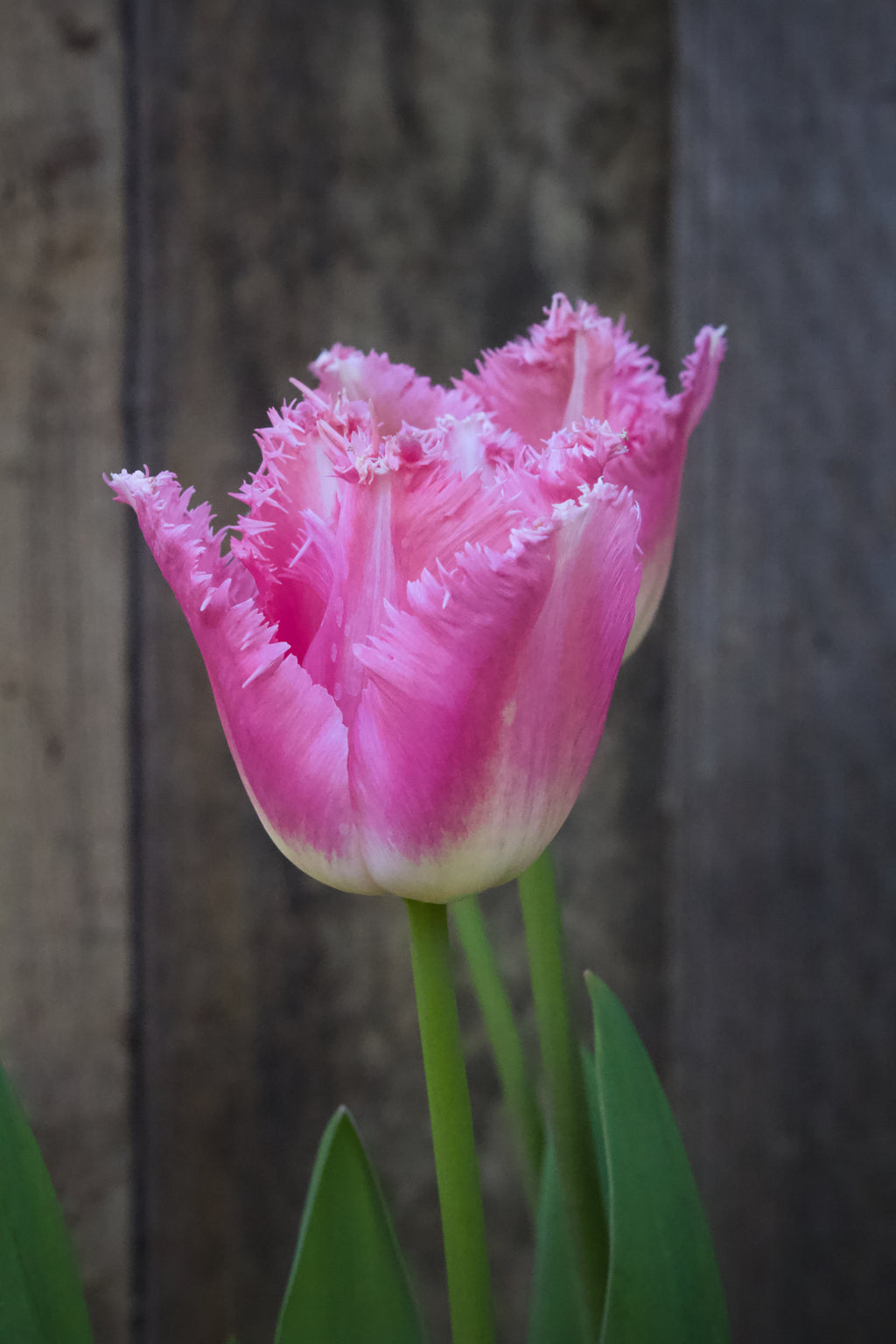 Tulipa 'Oviedo' 12/14