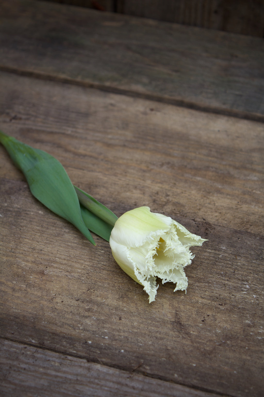 Tulipa 'Swan Wings' 11/12