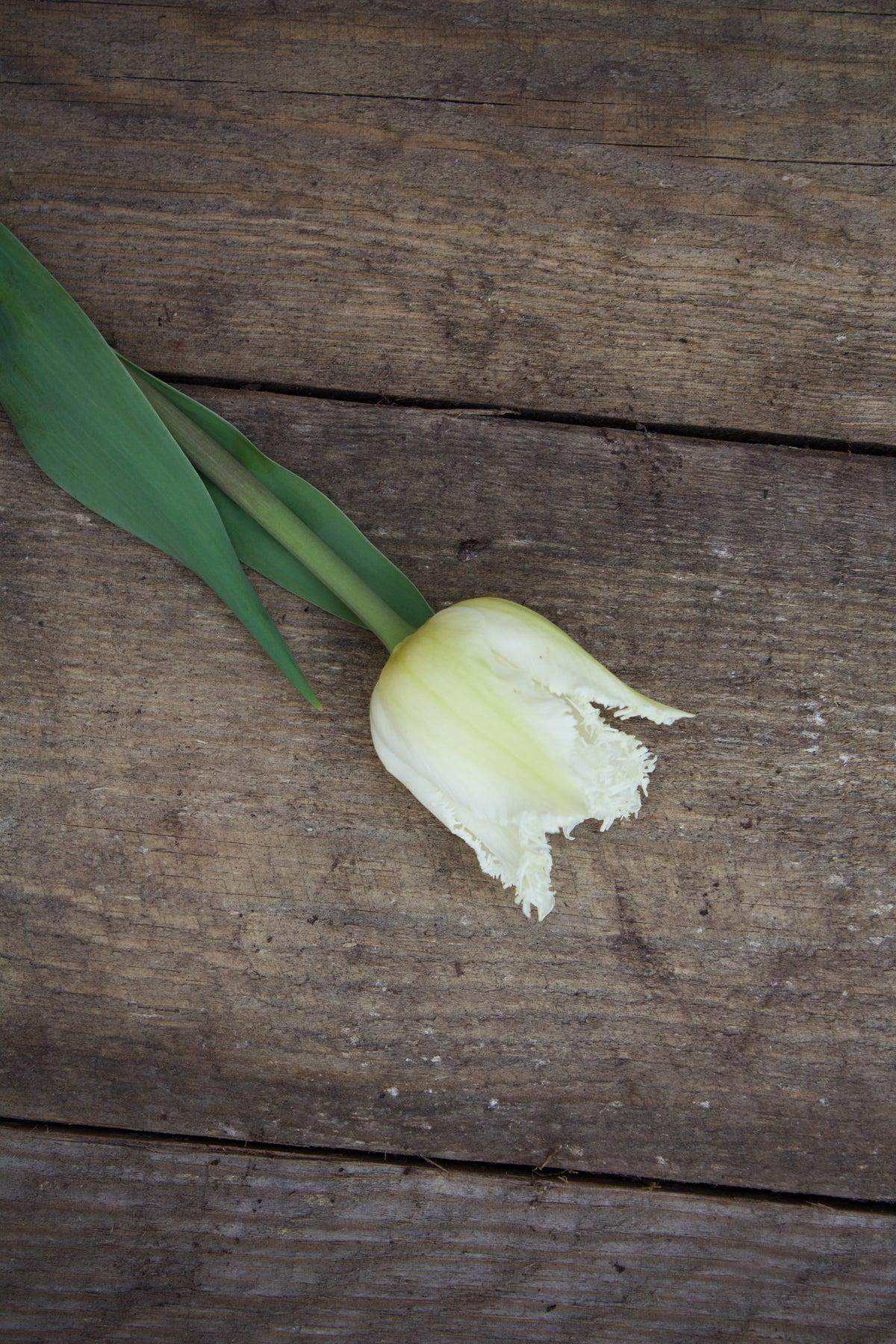 Tulipa 'Swan Wings' 11/12