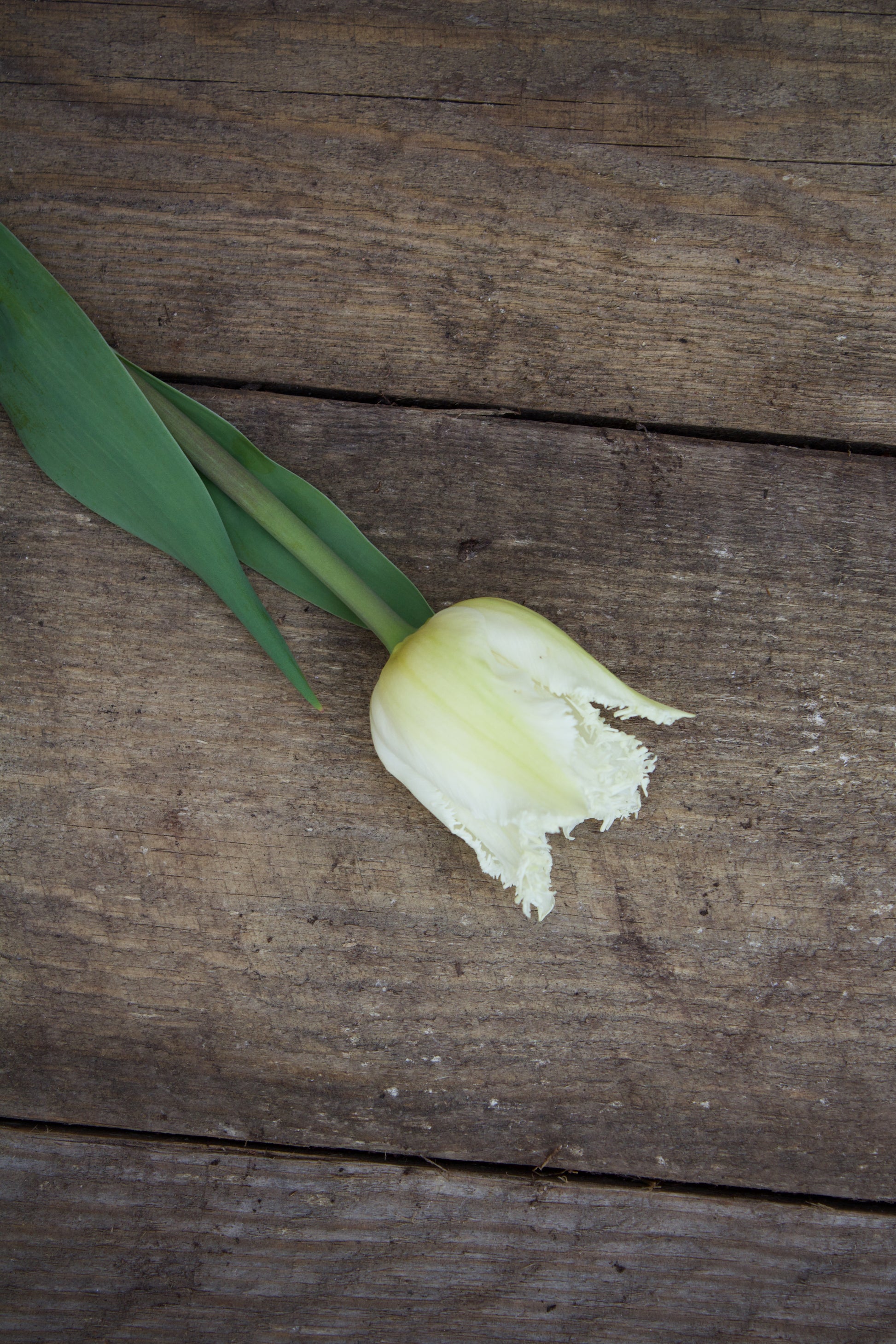 Tulipa 'Swan Wings' 11/12