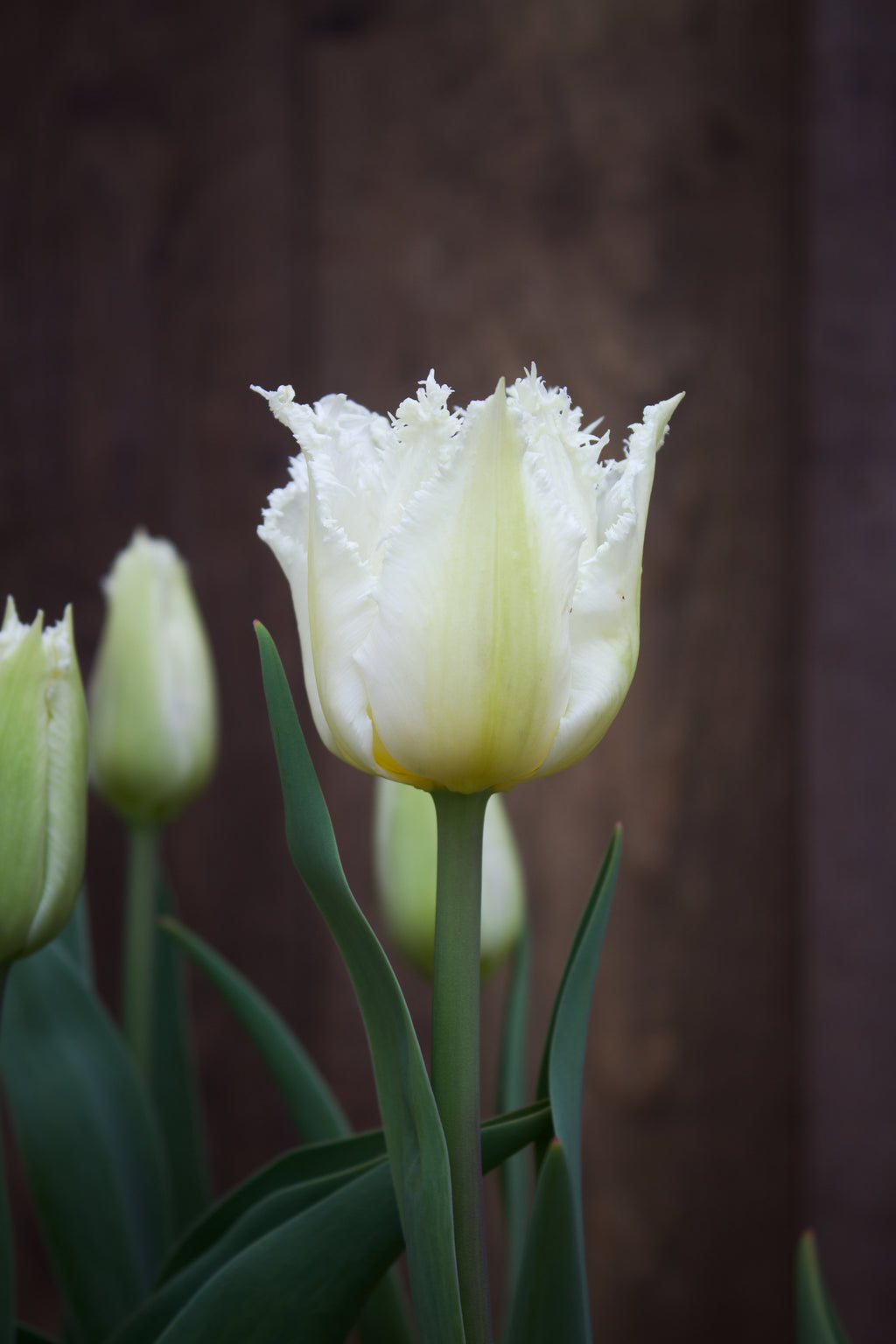 Tulipa 'Swan Wings' 11/12