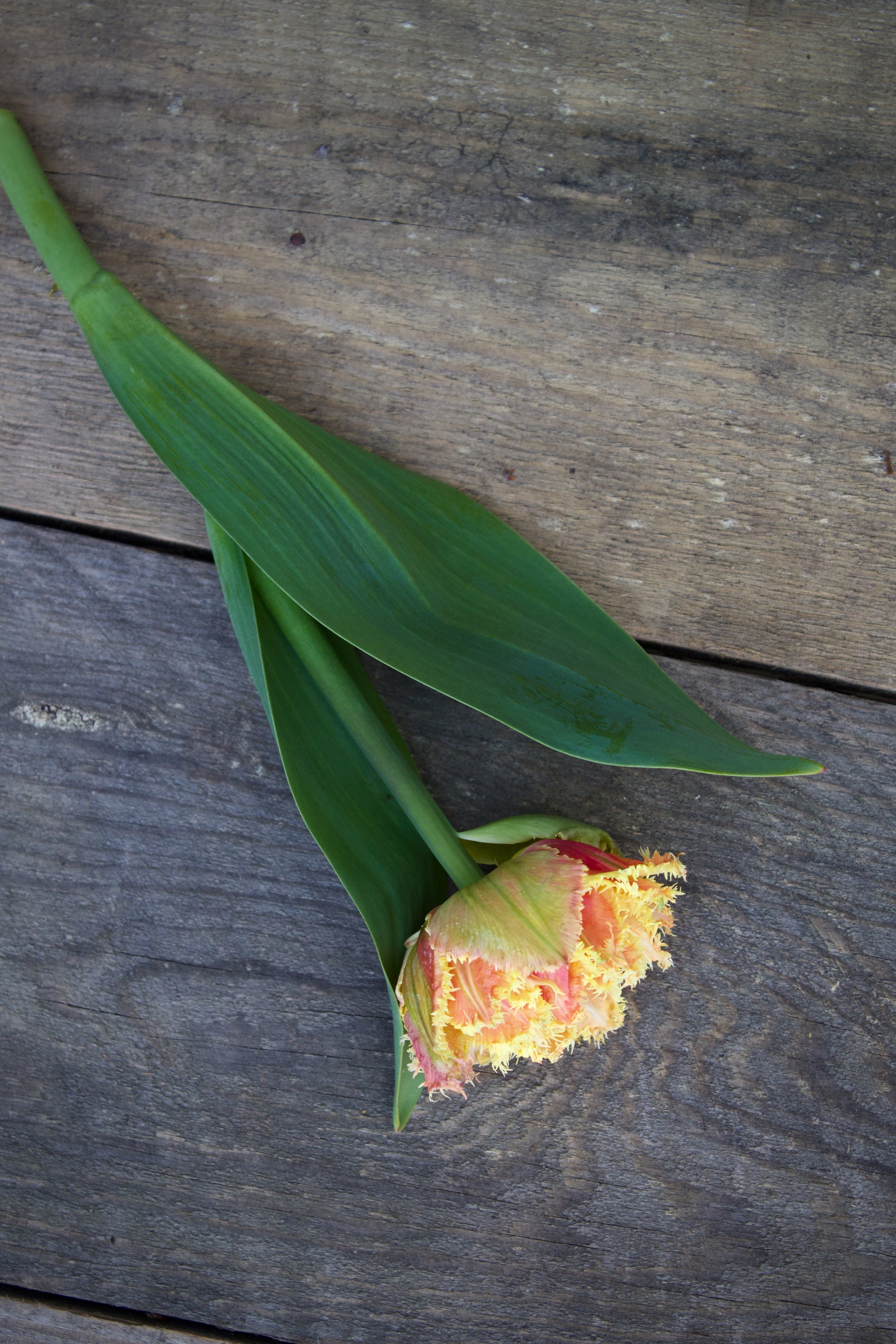 Tulipa 'Brisbane' 12/14