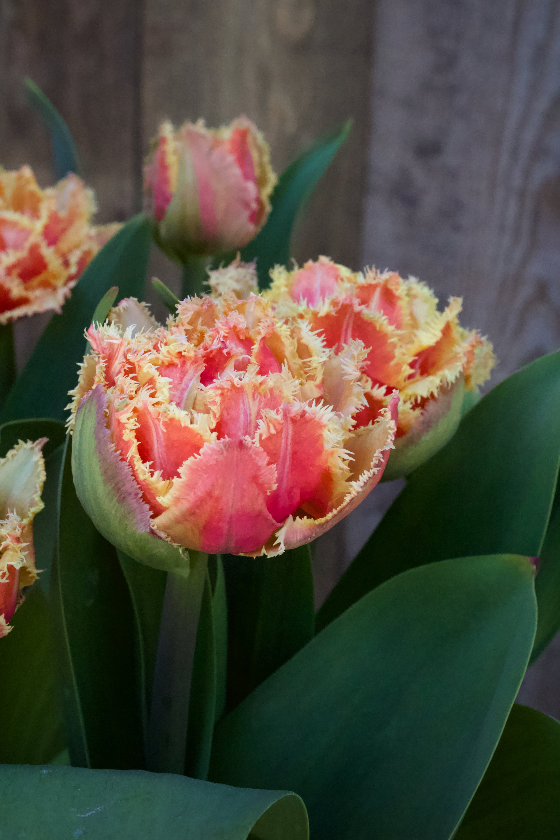 Tulipa 'Brisbane' 12/14