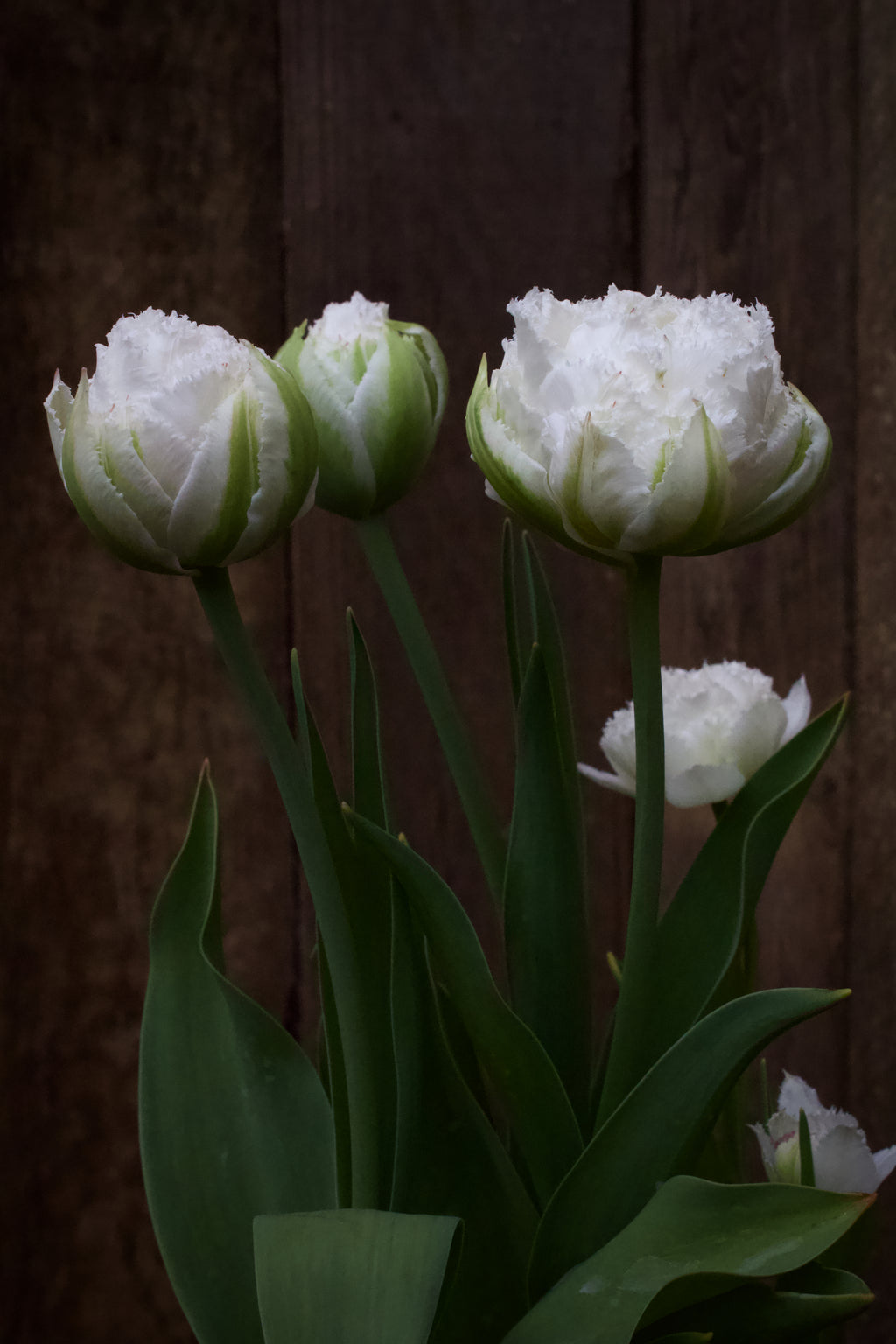 Tulipa 'Snow Chrystal' 12/14