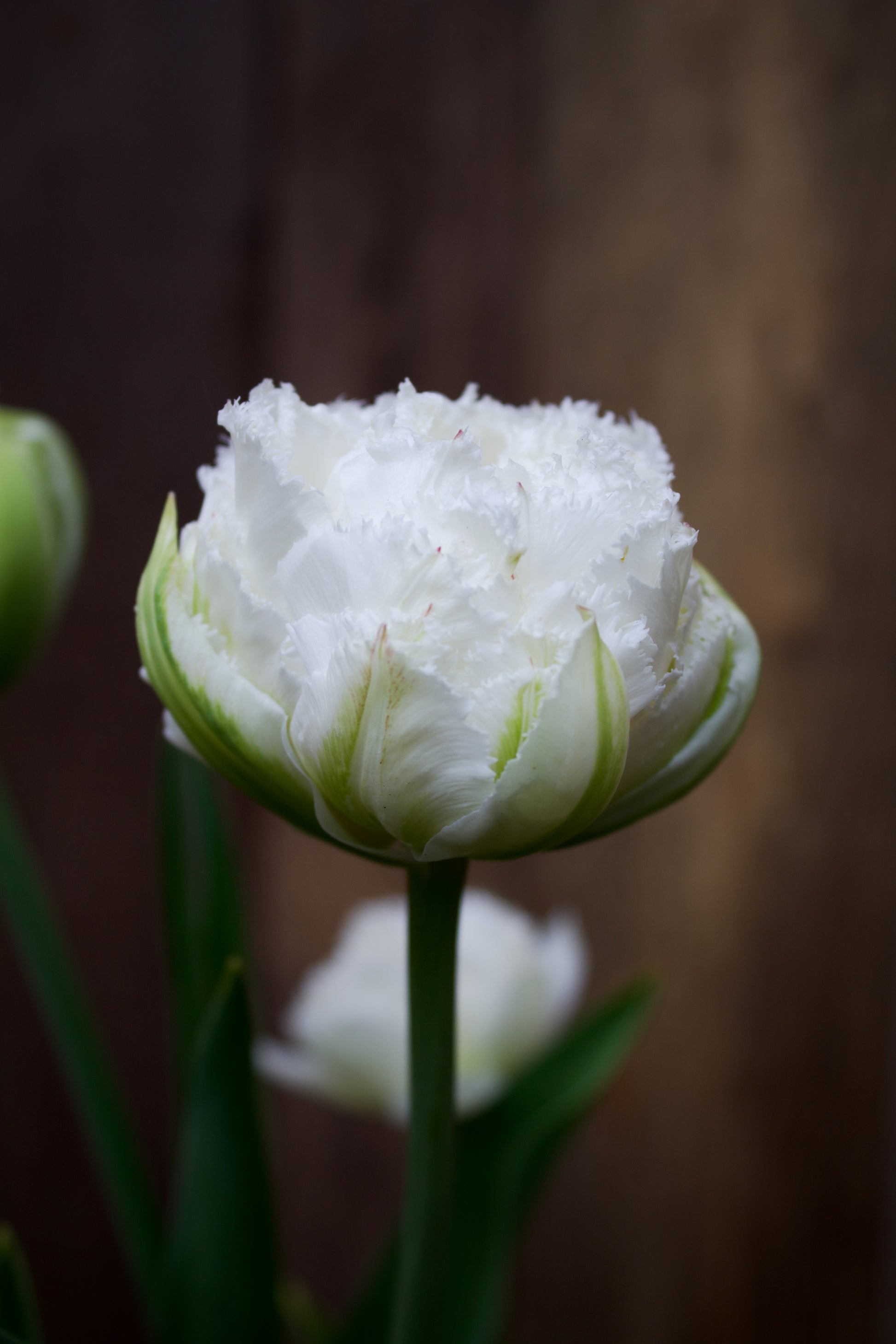 Tulipa 'Snow Chrystal' 12/14