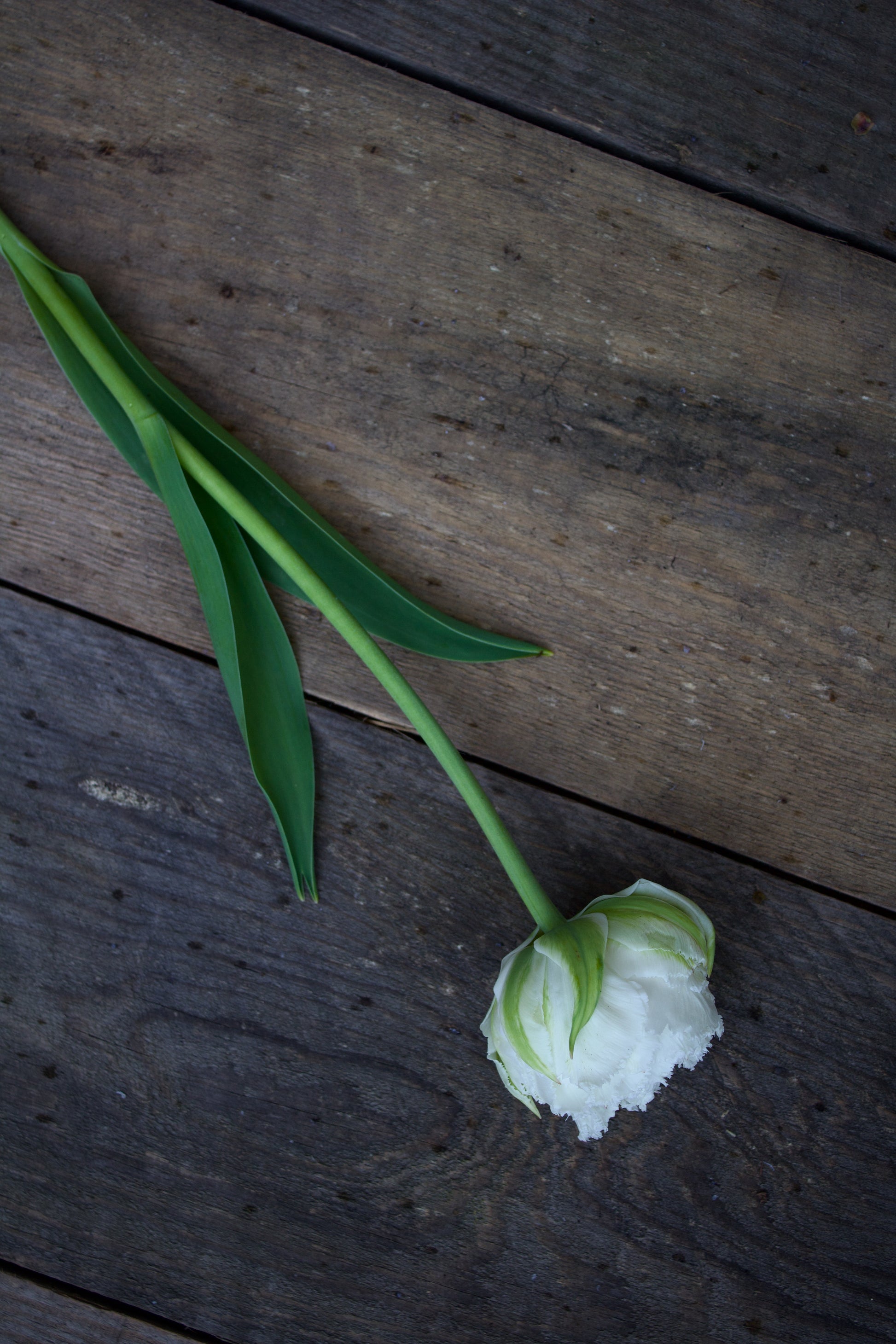 Tulipa 'Snow Chrystal' 12/14