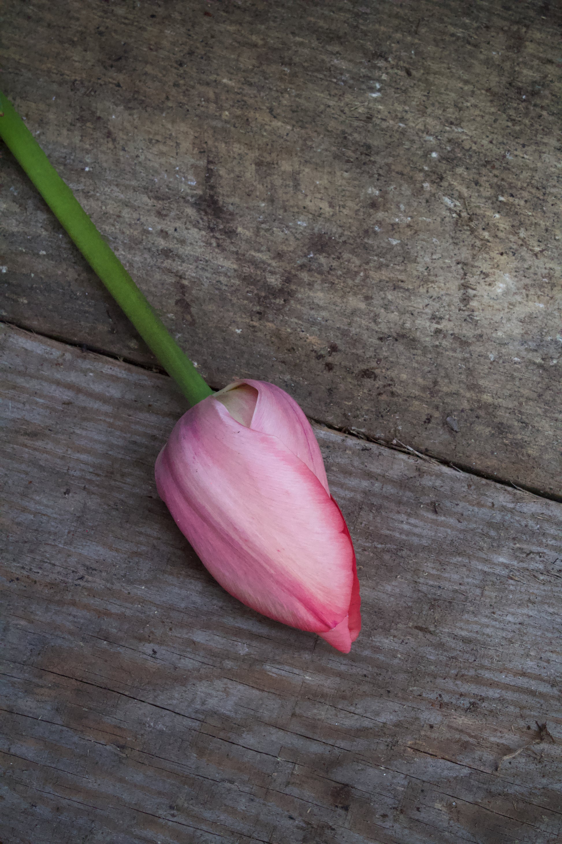 Tulipa 'Mystic van Eyck'