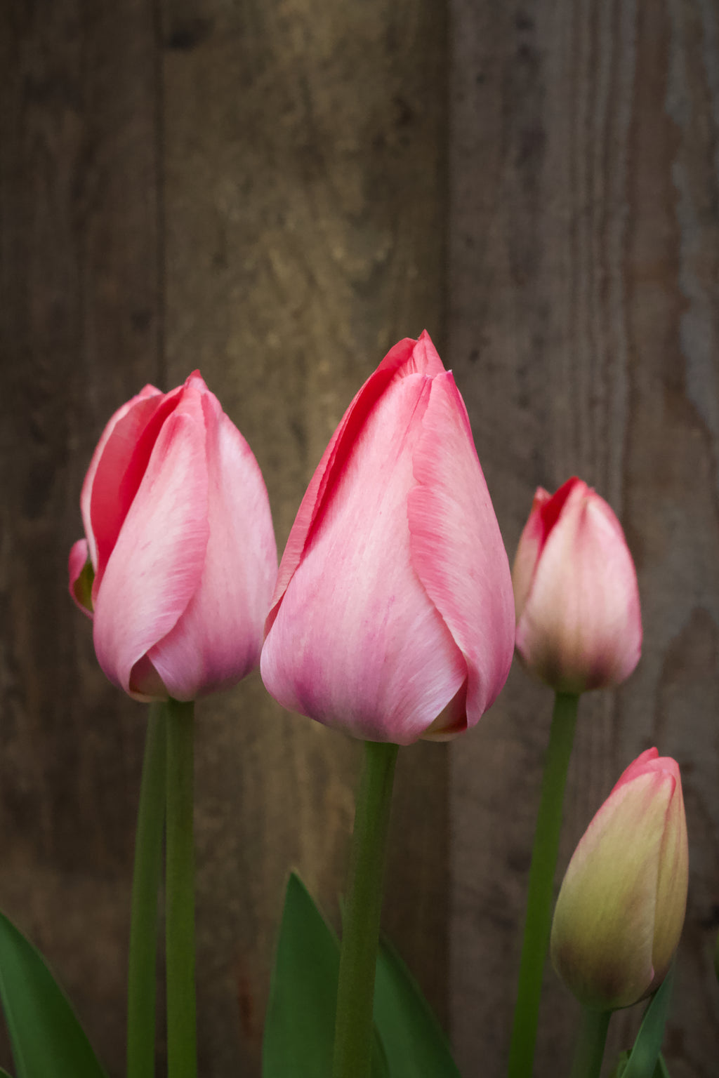 Tulipa 'Mystic van Eyck'