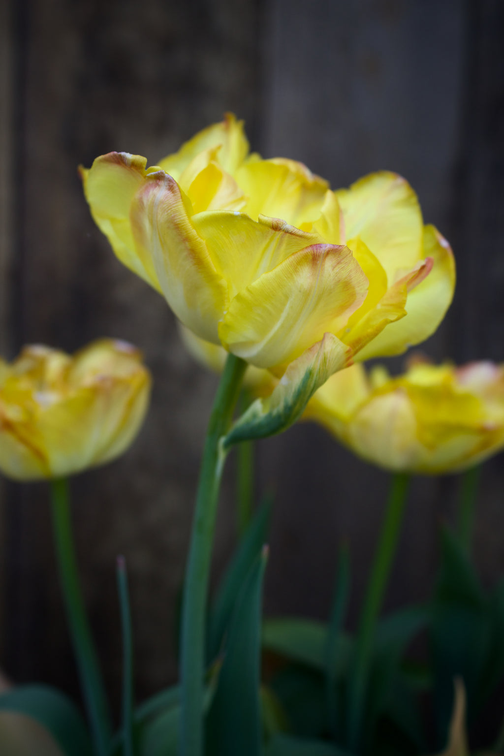 Tulipa 'Charming Lady'