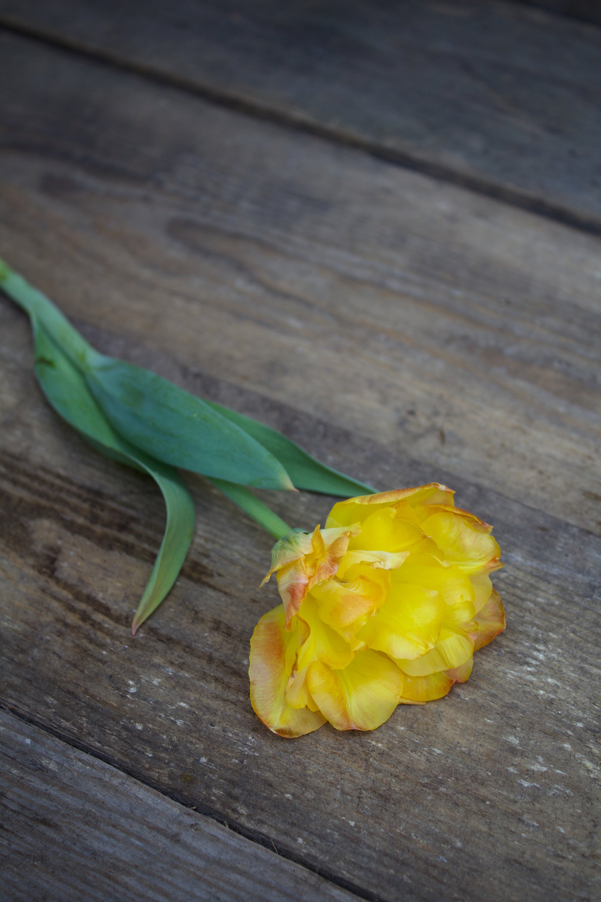 Tulipa 'Charming Lady'