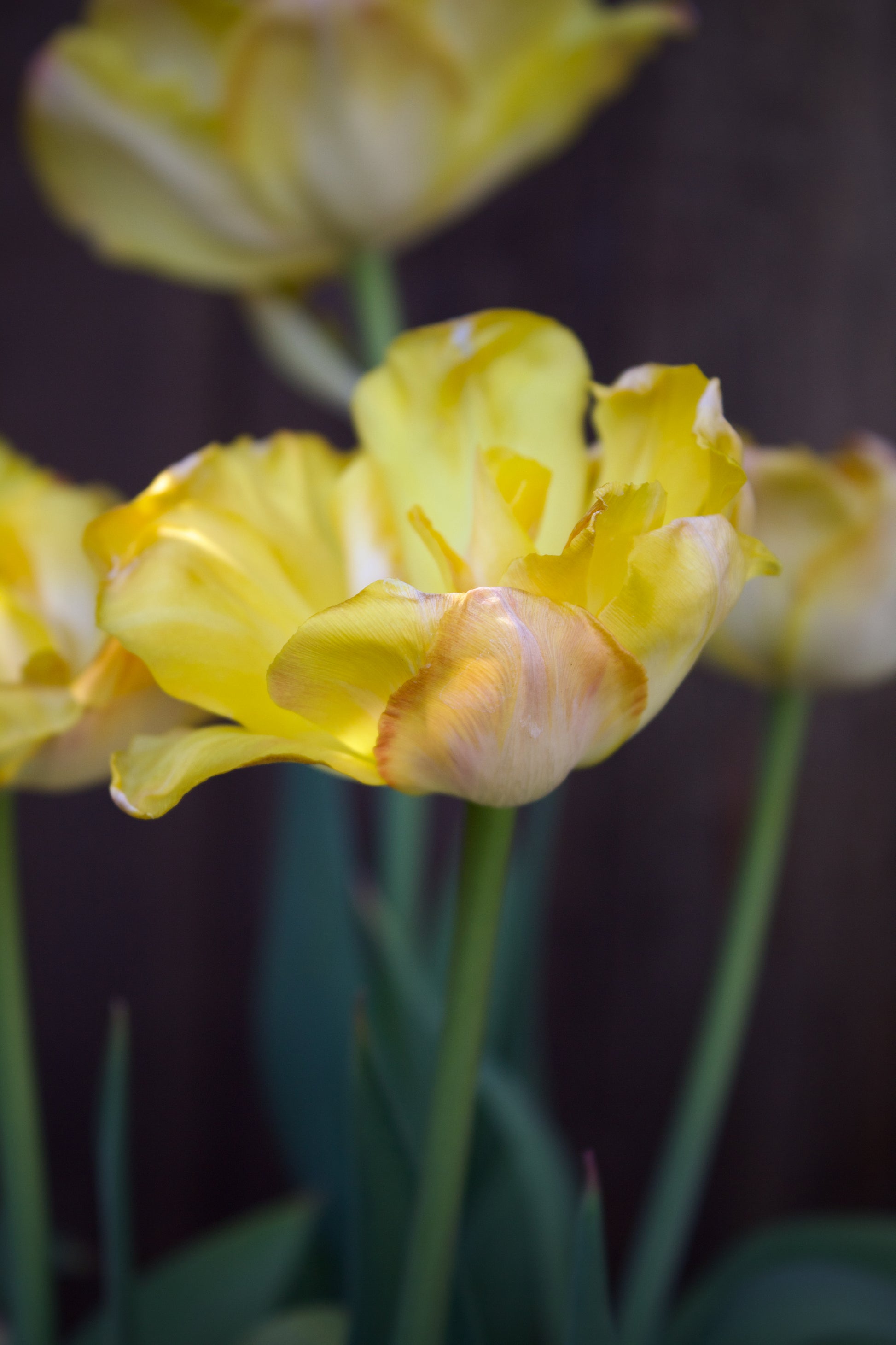 Tulipa 'Charming Lady'