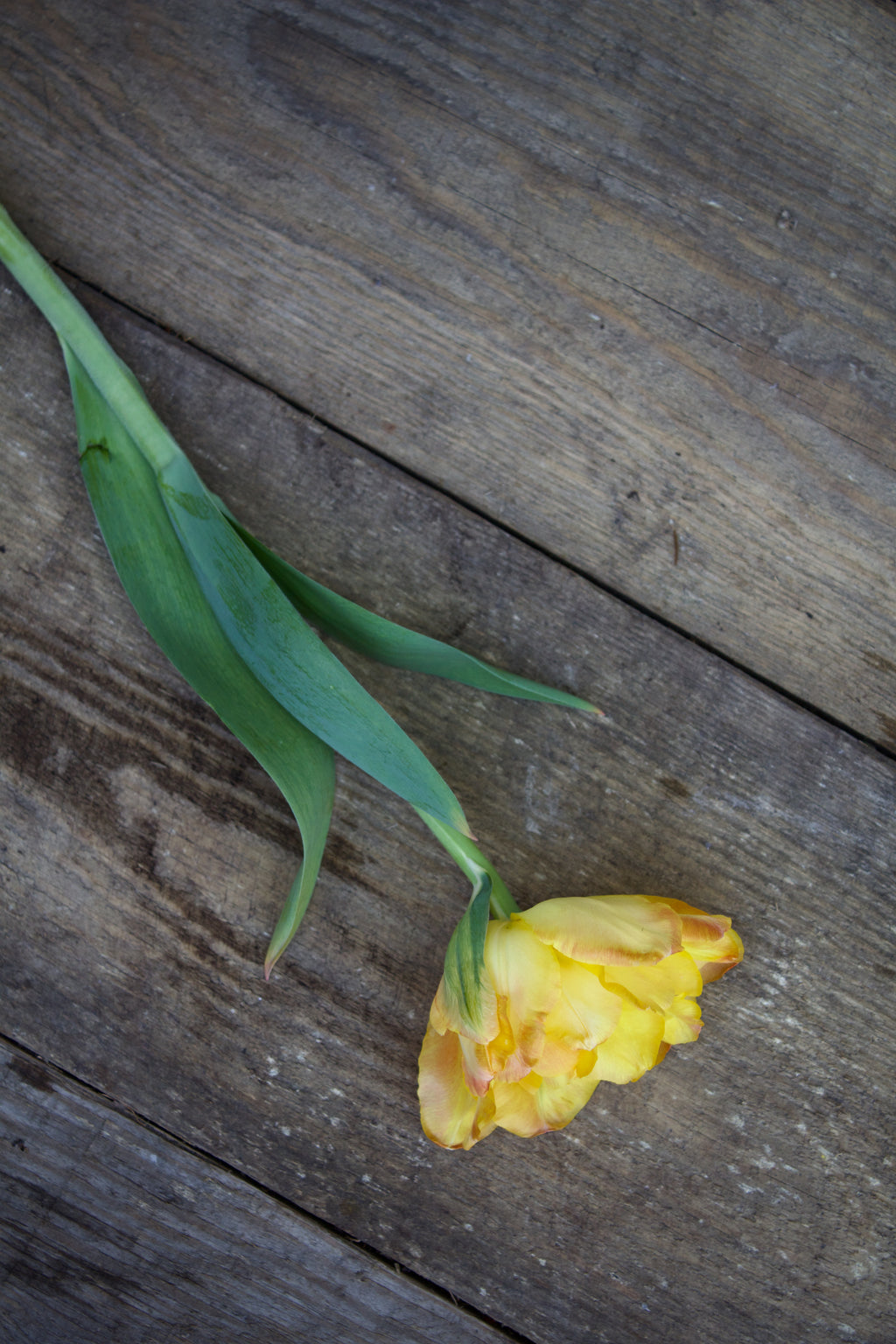 Tulipa 'Charming Lady'
