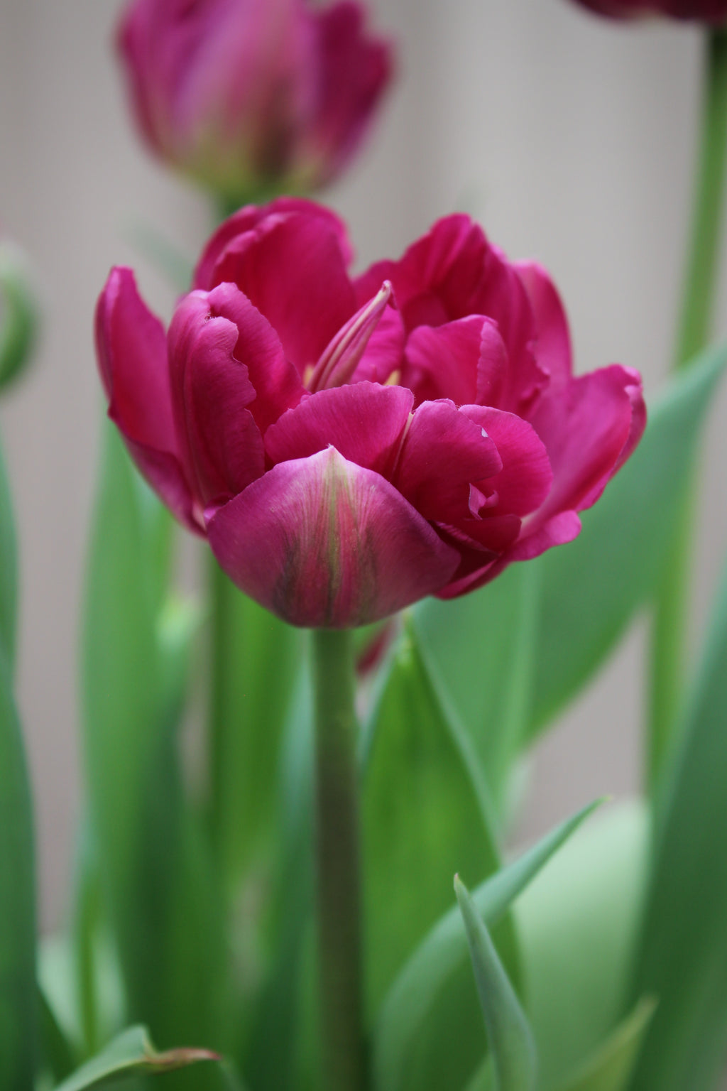 Tulipa 'Lilac Perfection'
