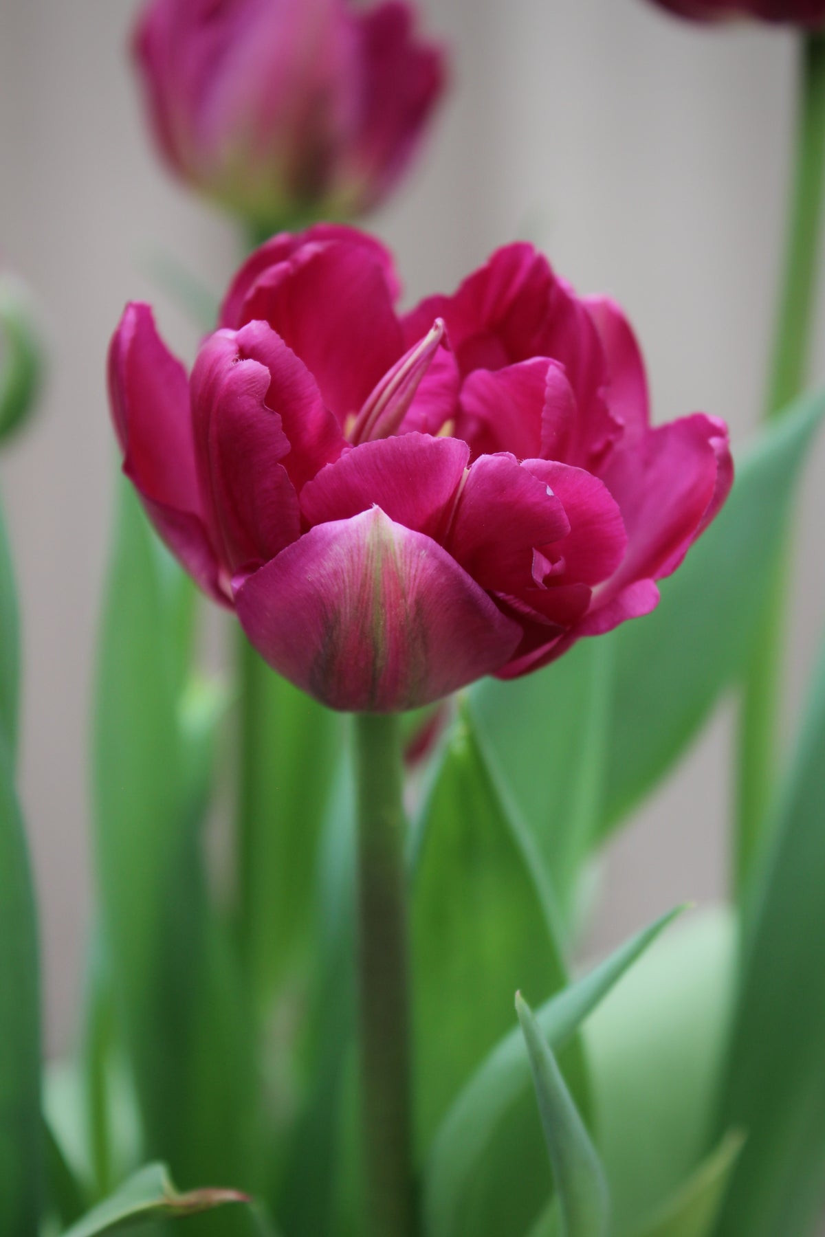 Tulipa 'Lilac Perfection'