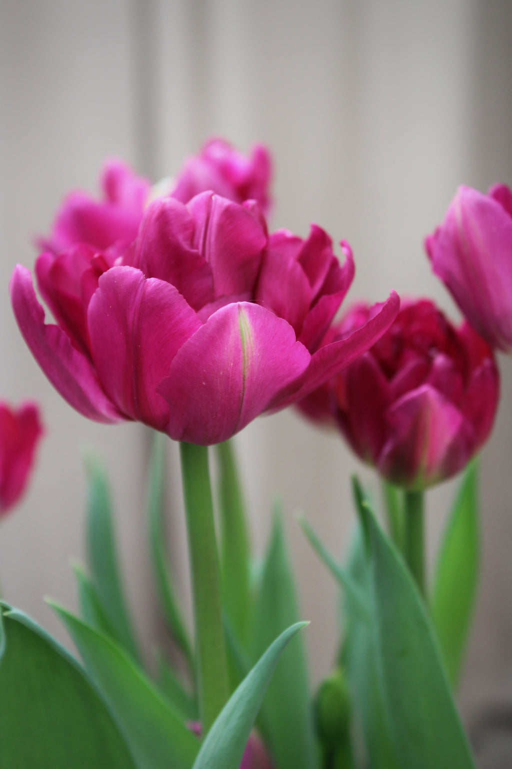 Tulipa 'Lilac Perfection'