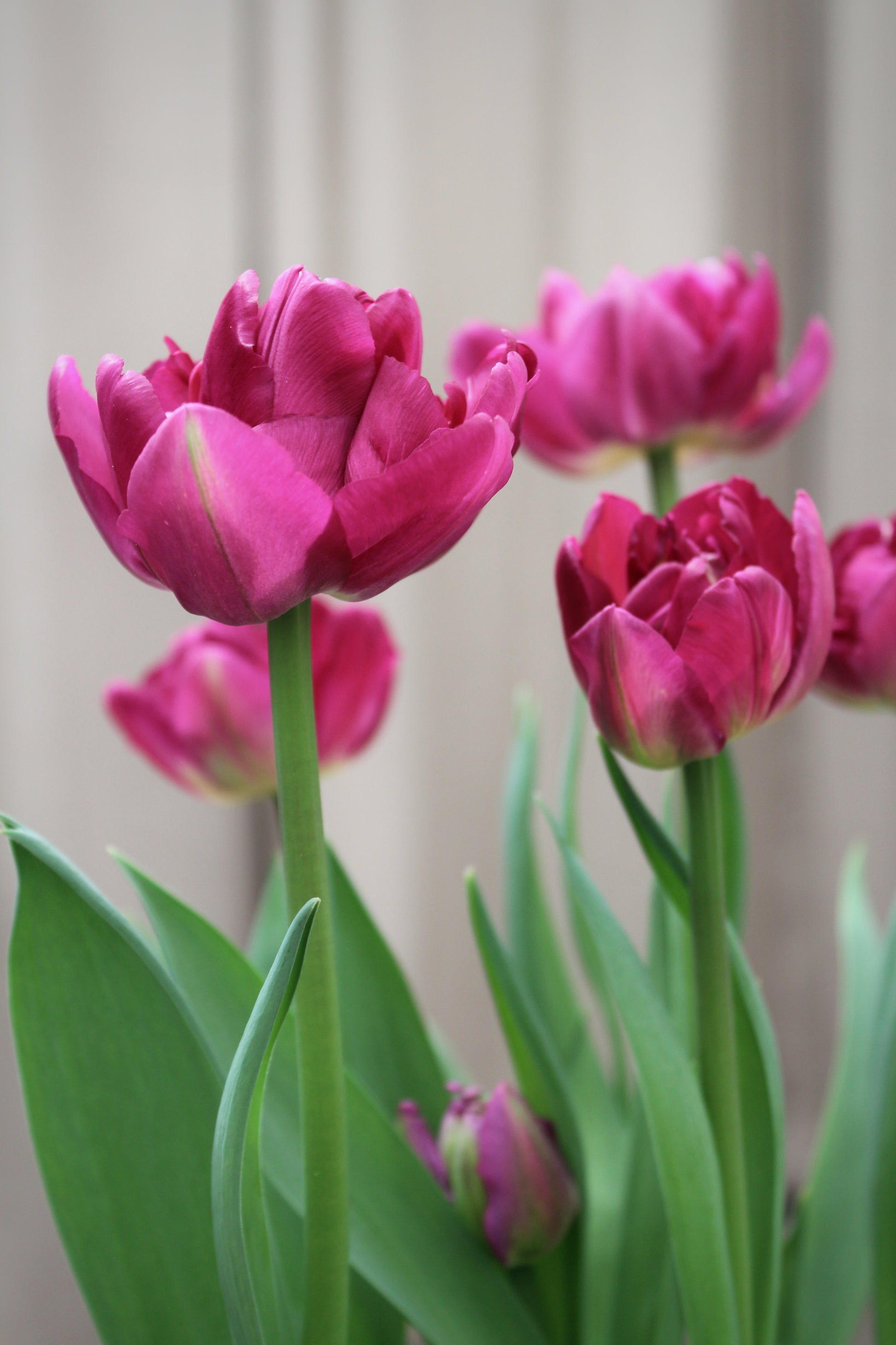 Tulipa 'Lilac Perfection'