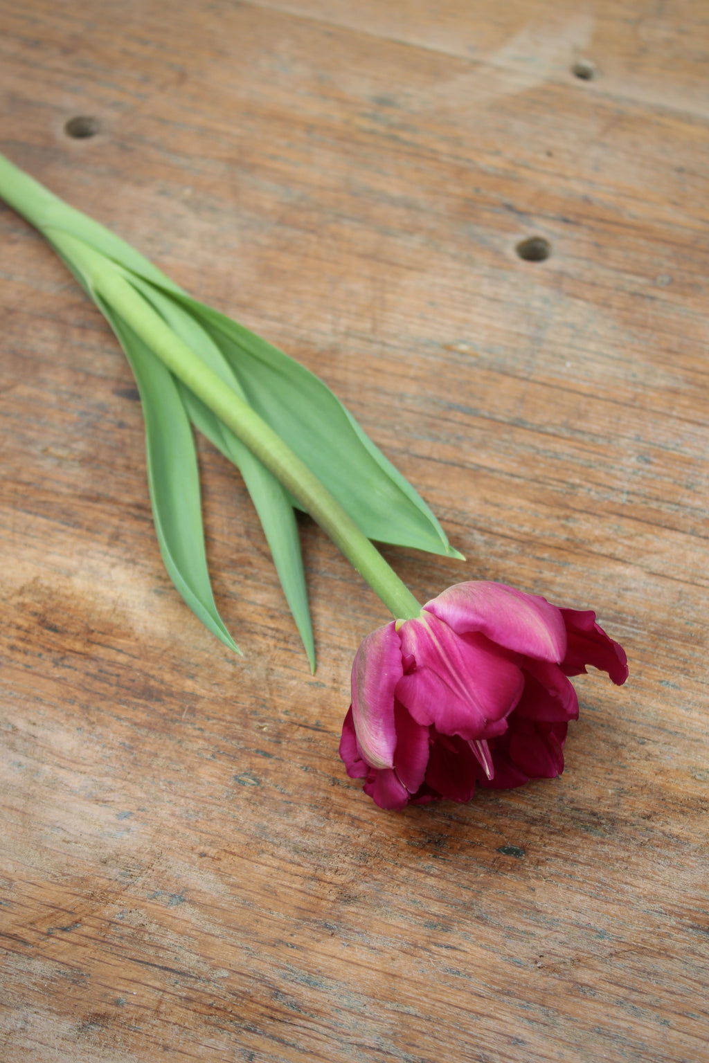 Tulipa 'Lilac Perfection'
