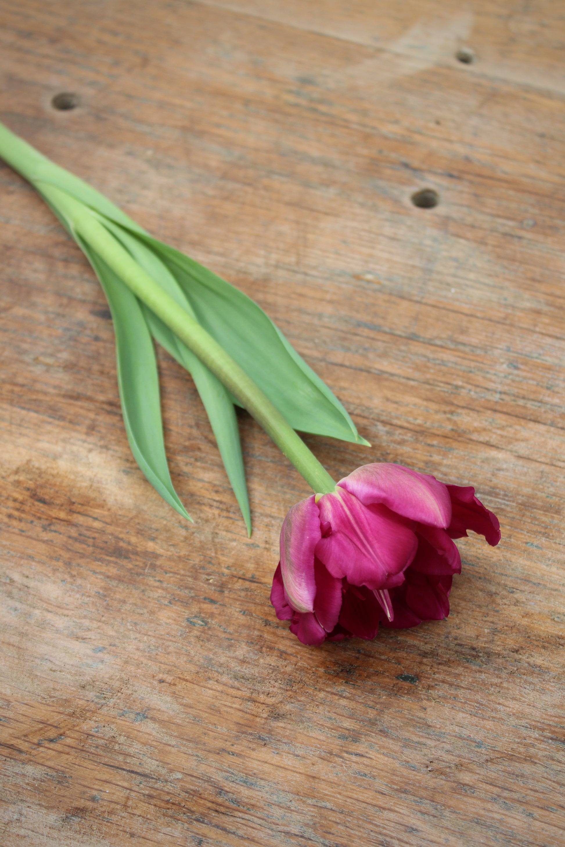 Tulipa 'Lilac Perfection'