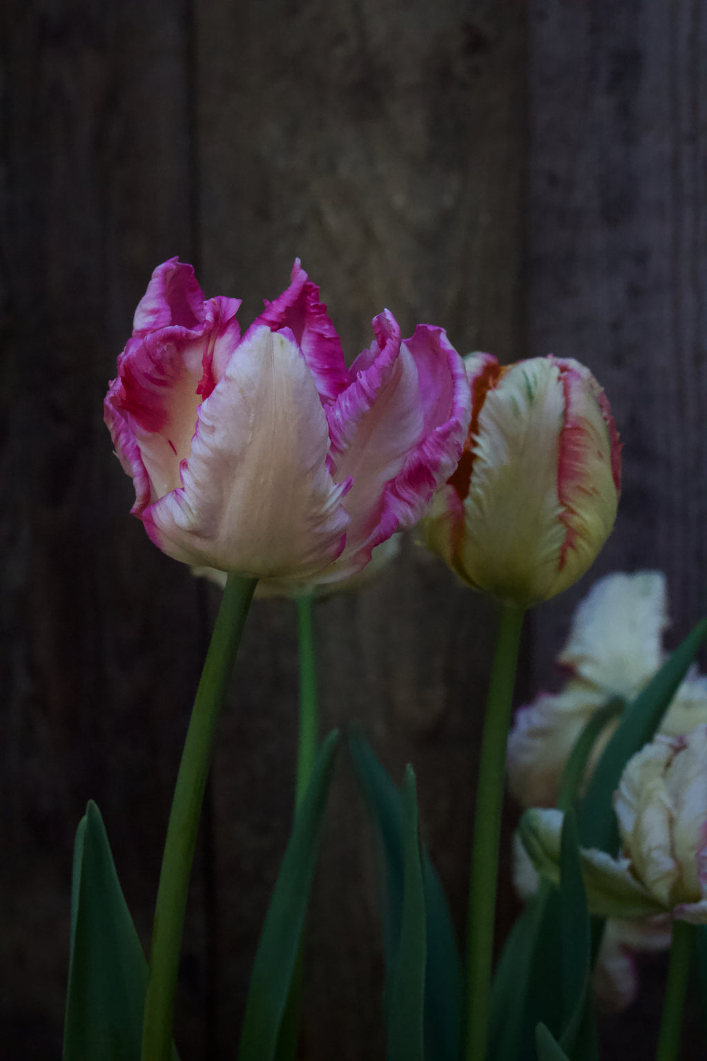 Tulipa 'Silver Parrot' 11/12