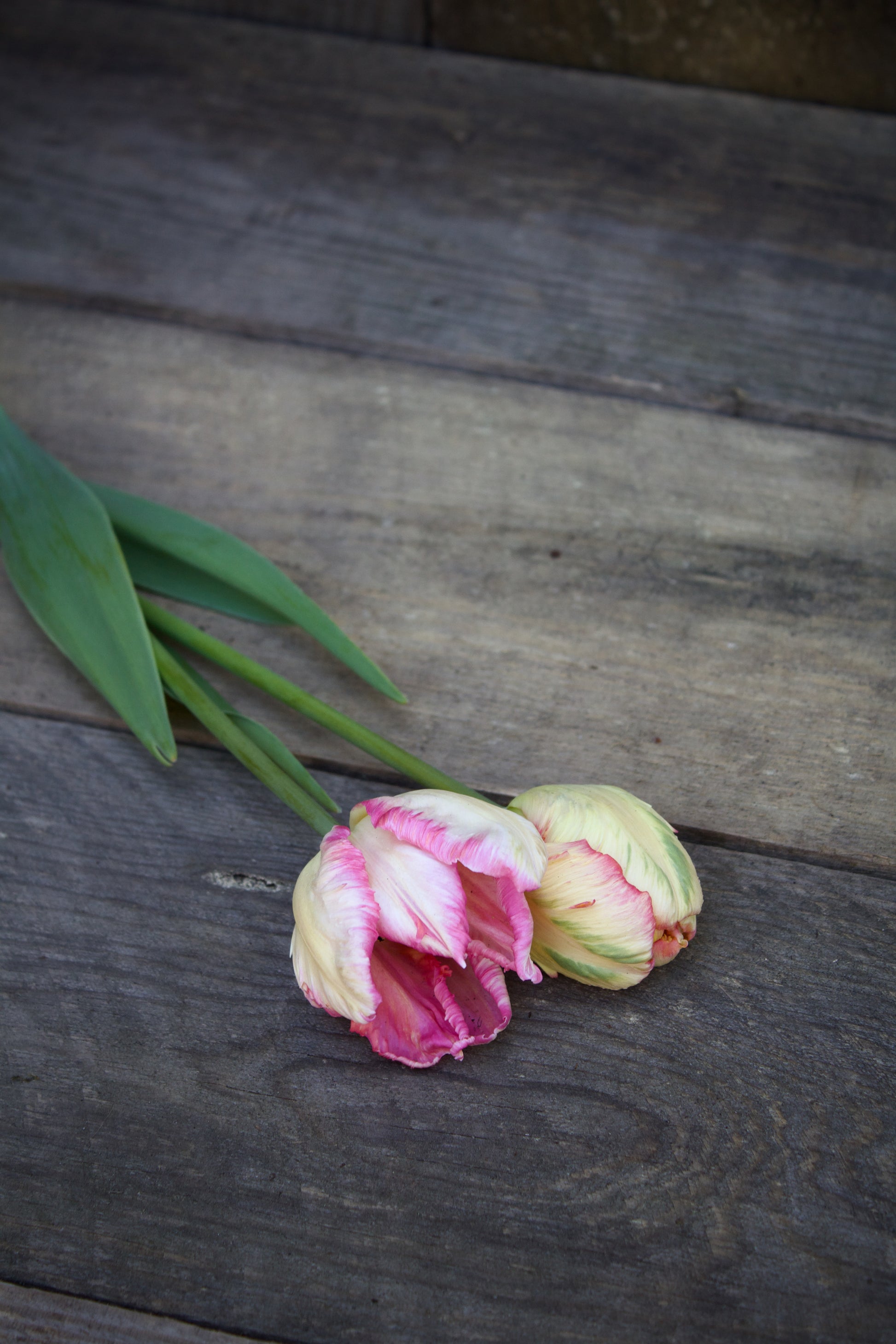 Tulipa 'Silver Parrot' 11/12