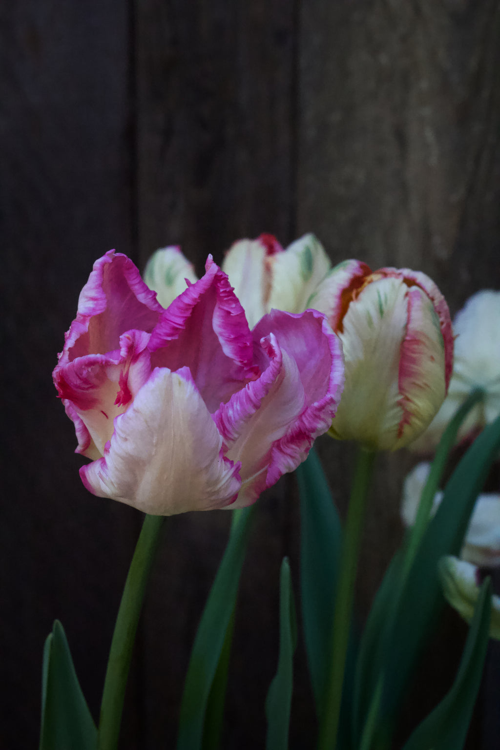 Tulipa 'Silver Parrot' 11/12