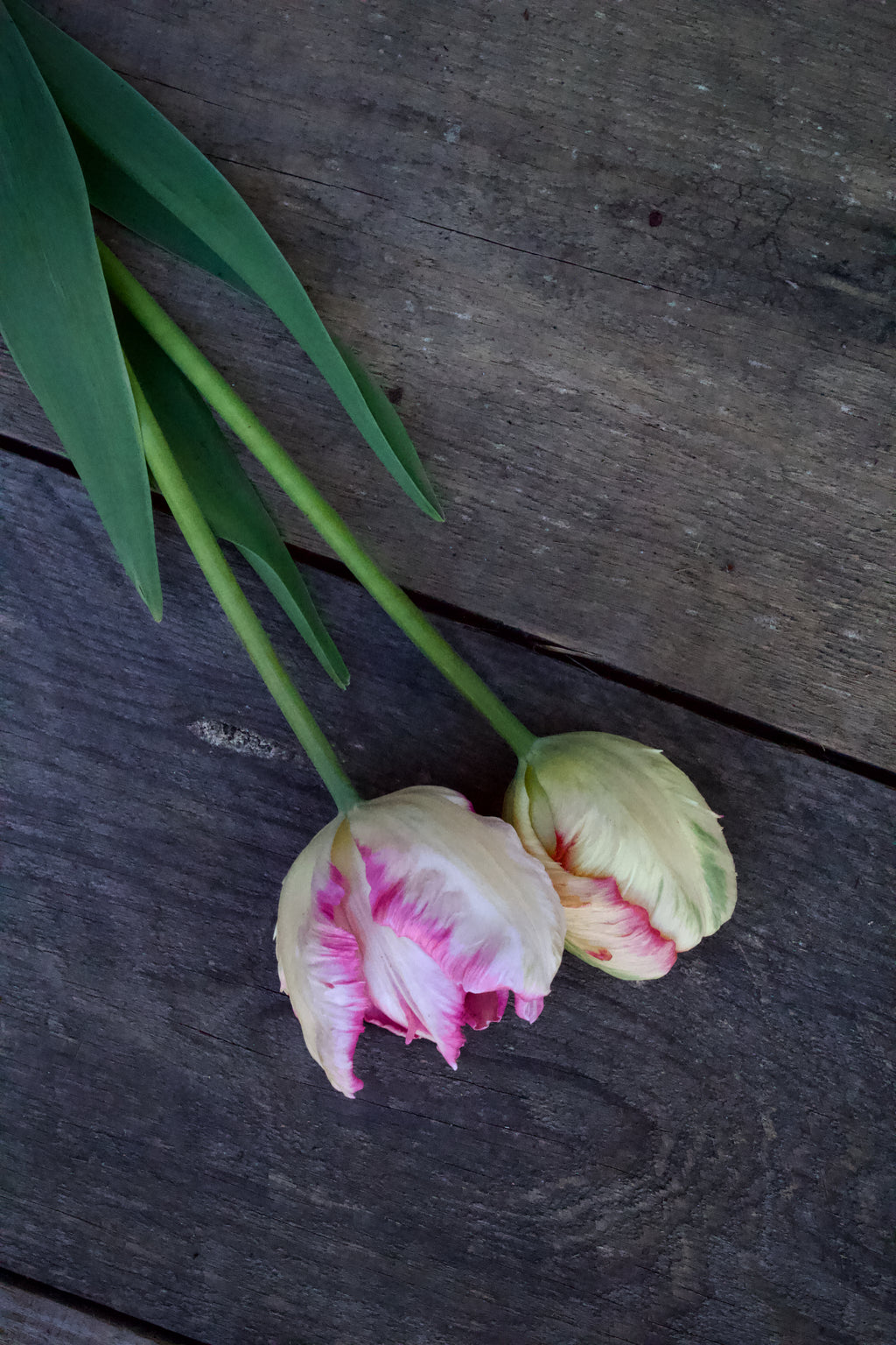 Tulipa 'Silver Parrot' 11/12
