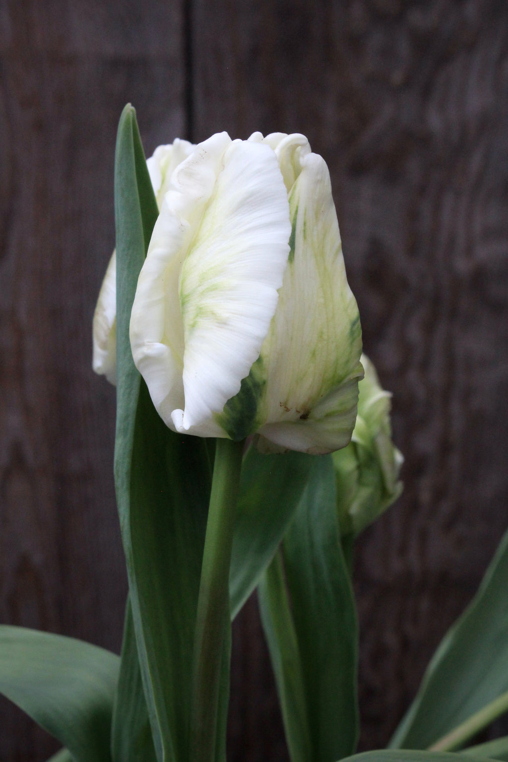 Tulipa 'White Lizard'