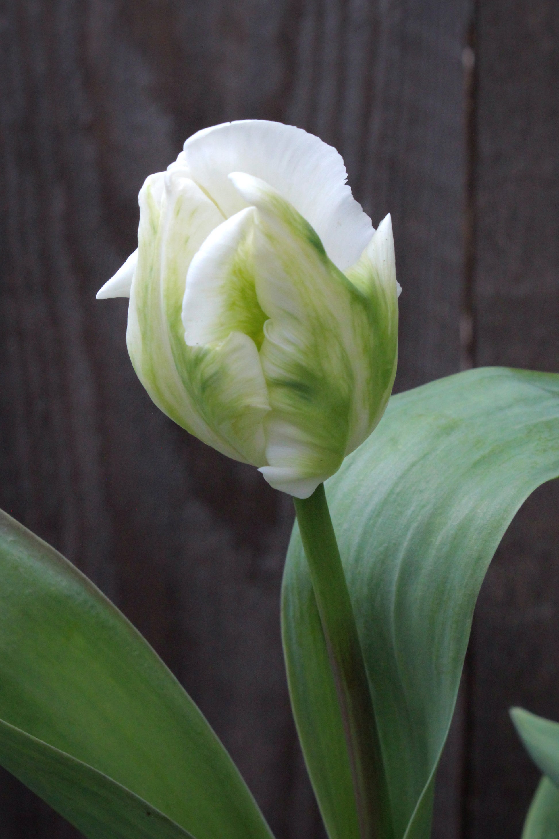 Tulipa 'White Lizard'