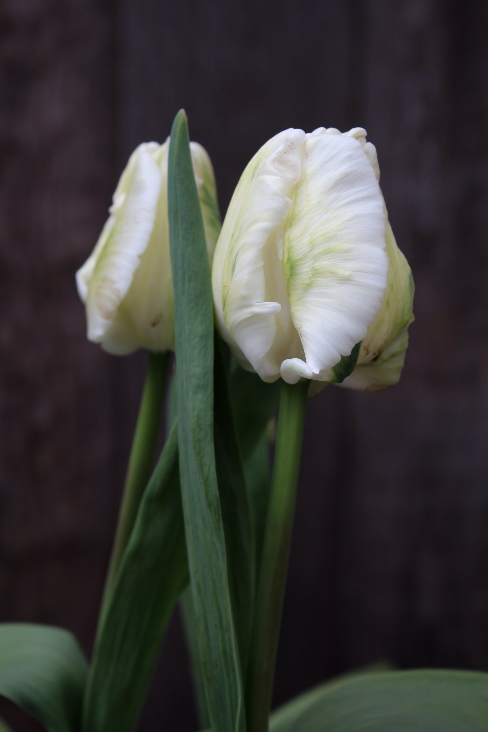 Tulipa 'White Lizard'