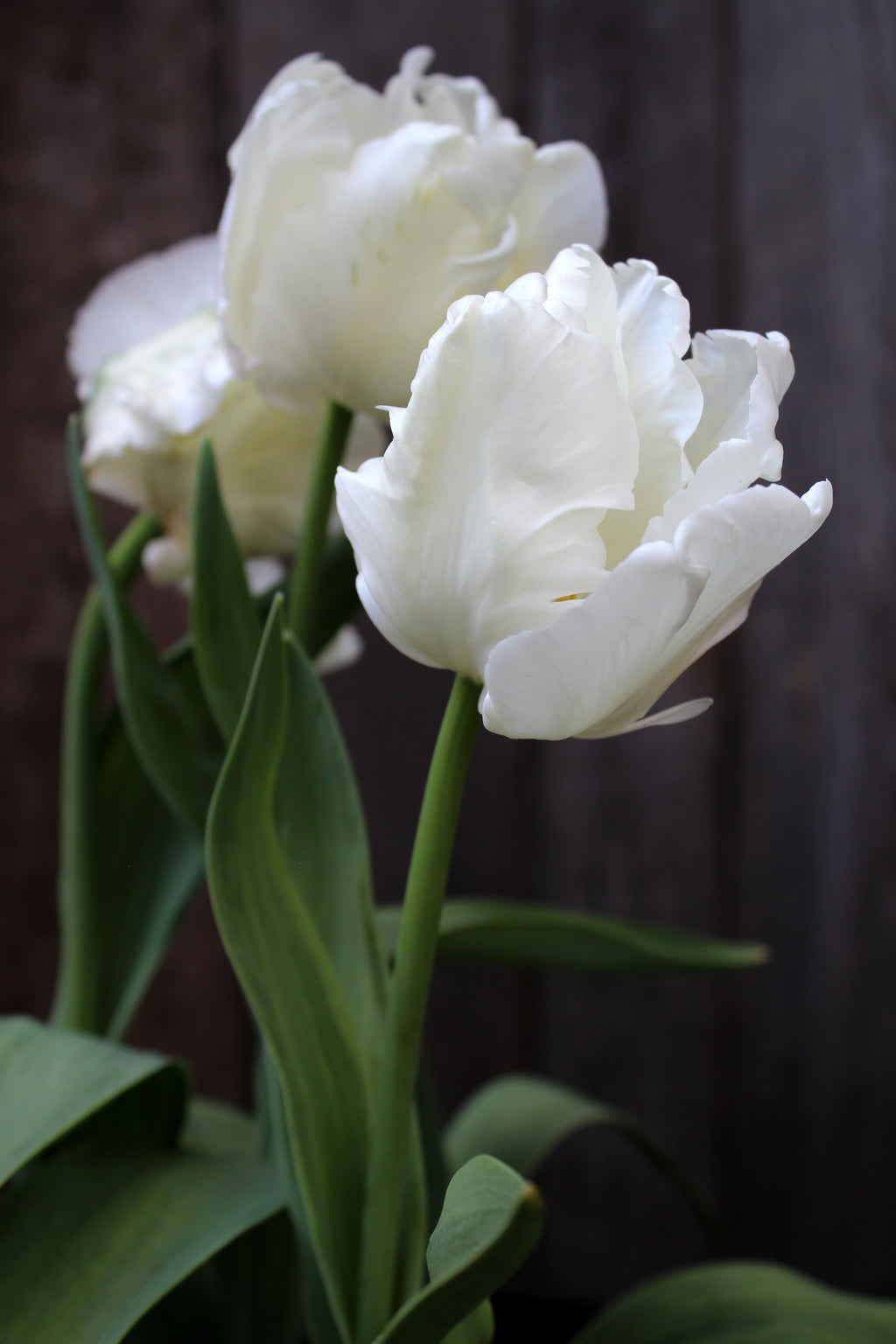 Tulipa 'White Lizard'