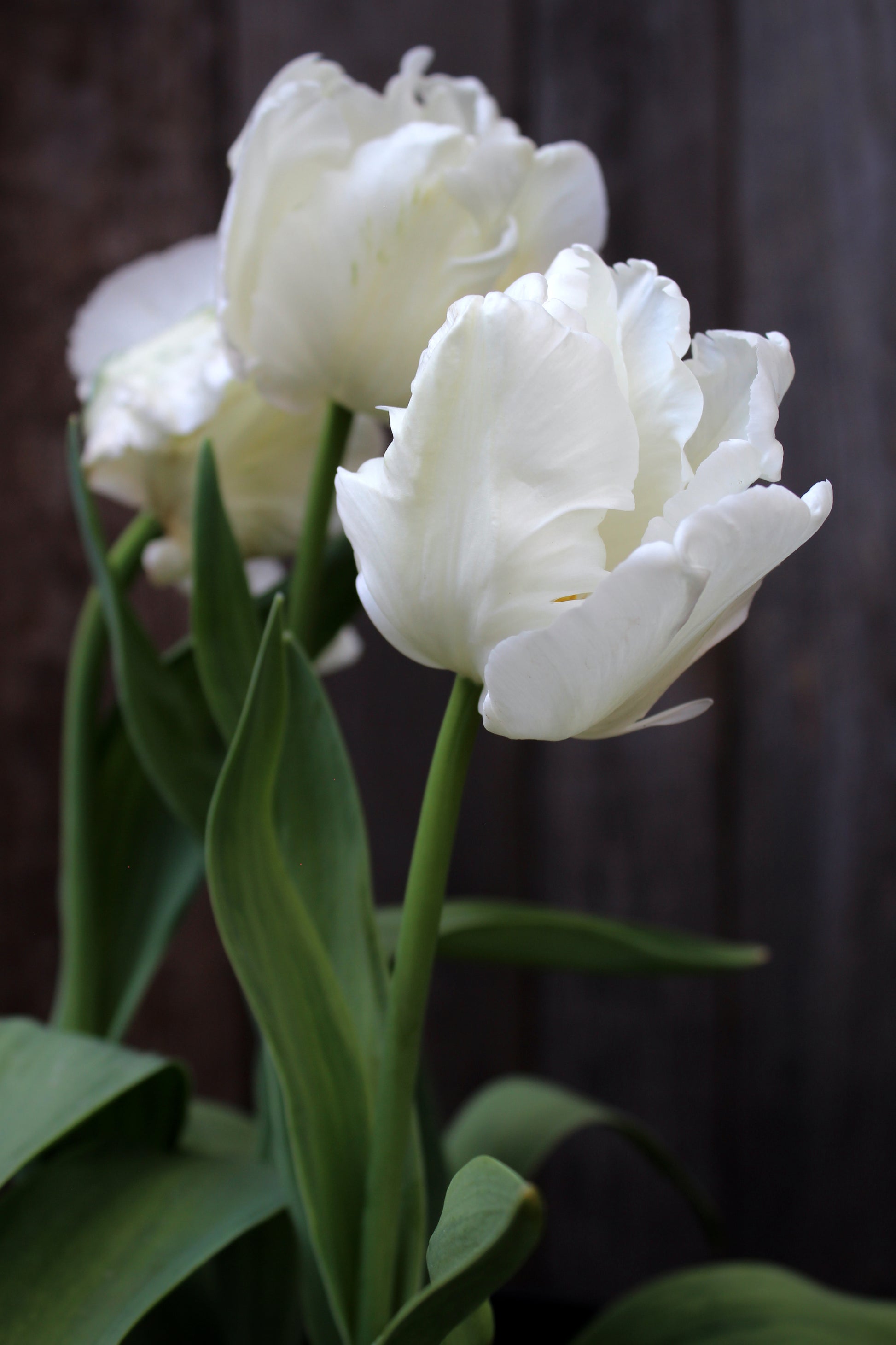 Tulipa 'White Lizard'