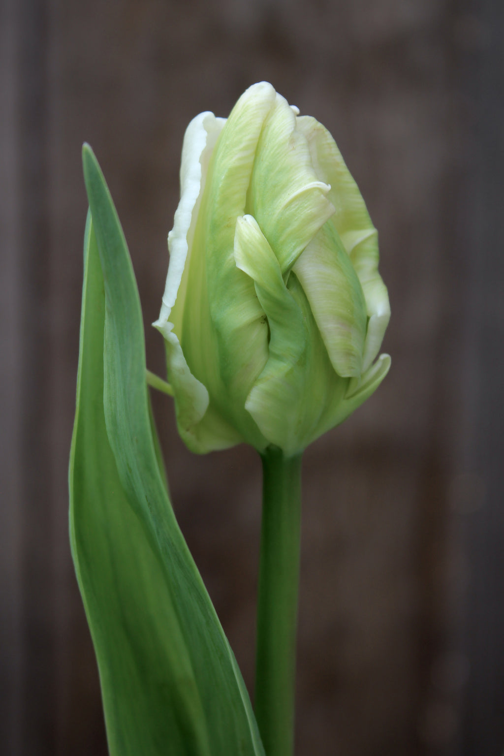 Tulipa 'White Lizard'
