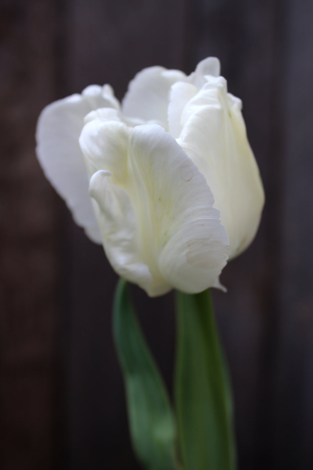 Tulipa 'White Lizard'