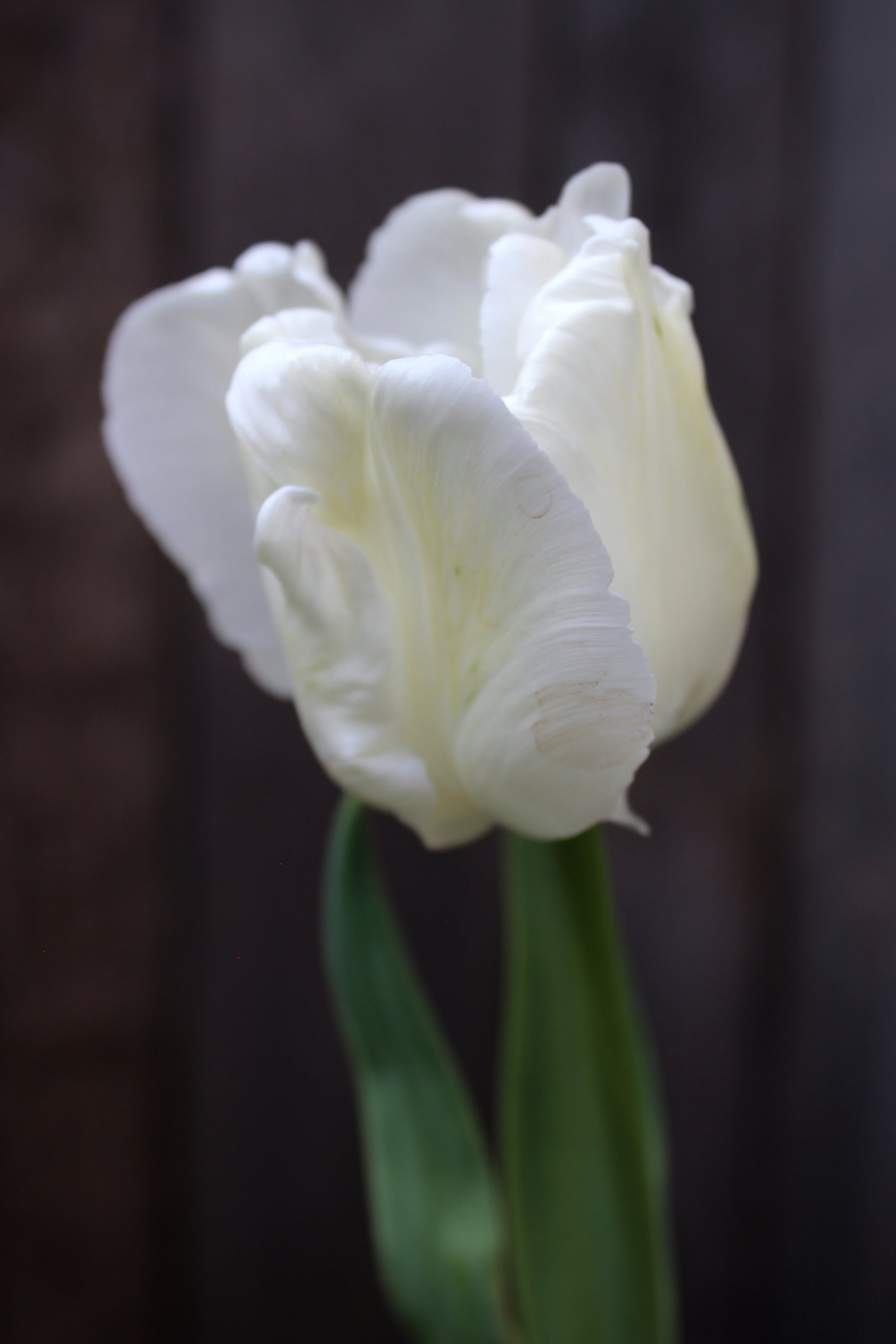 Tulipa 'White Lizard'