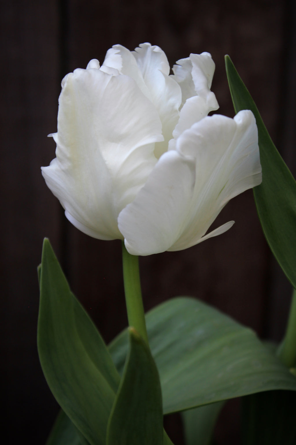 Tulipa 'White Lizard'