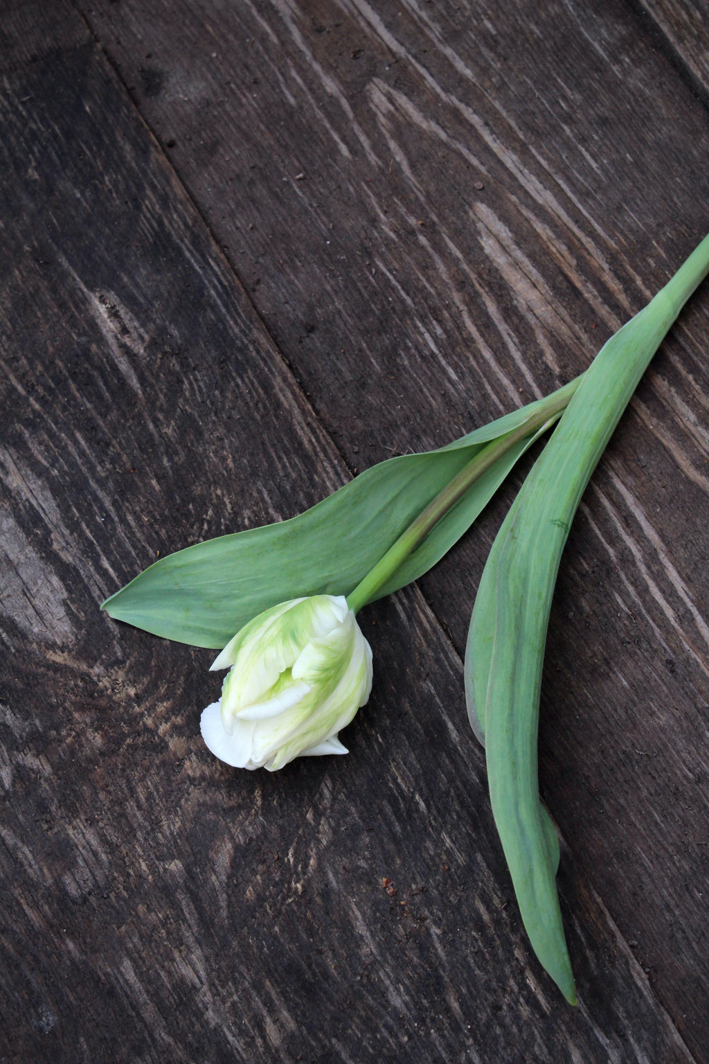 Tulipa 'White Lizard'