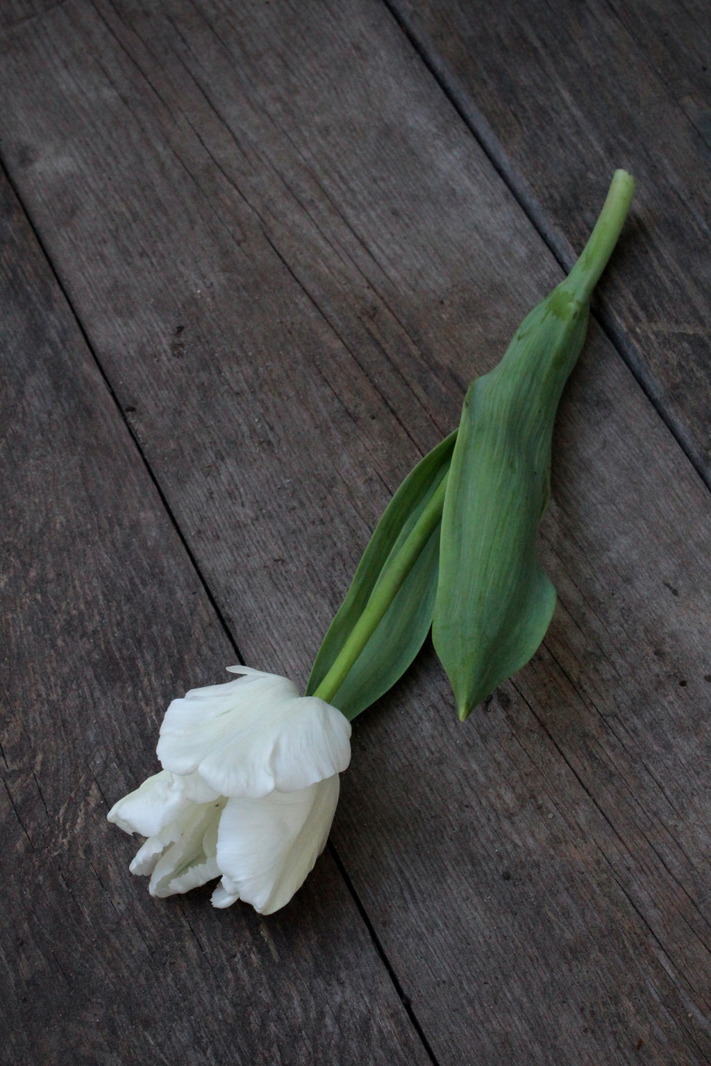Tulipa 'White Lizard'
