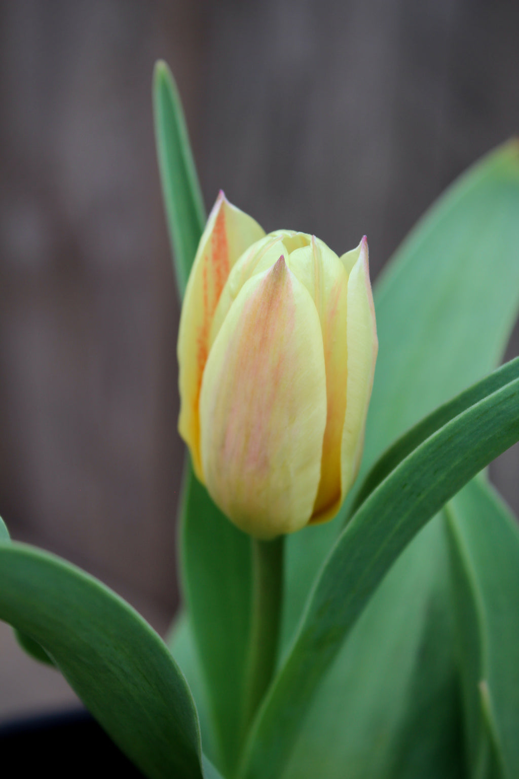 Tulipa 'Little Girl' 11/12